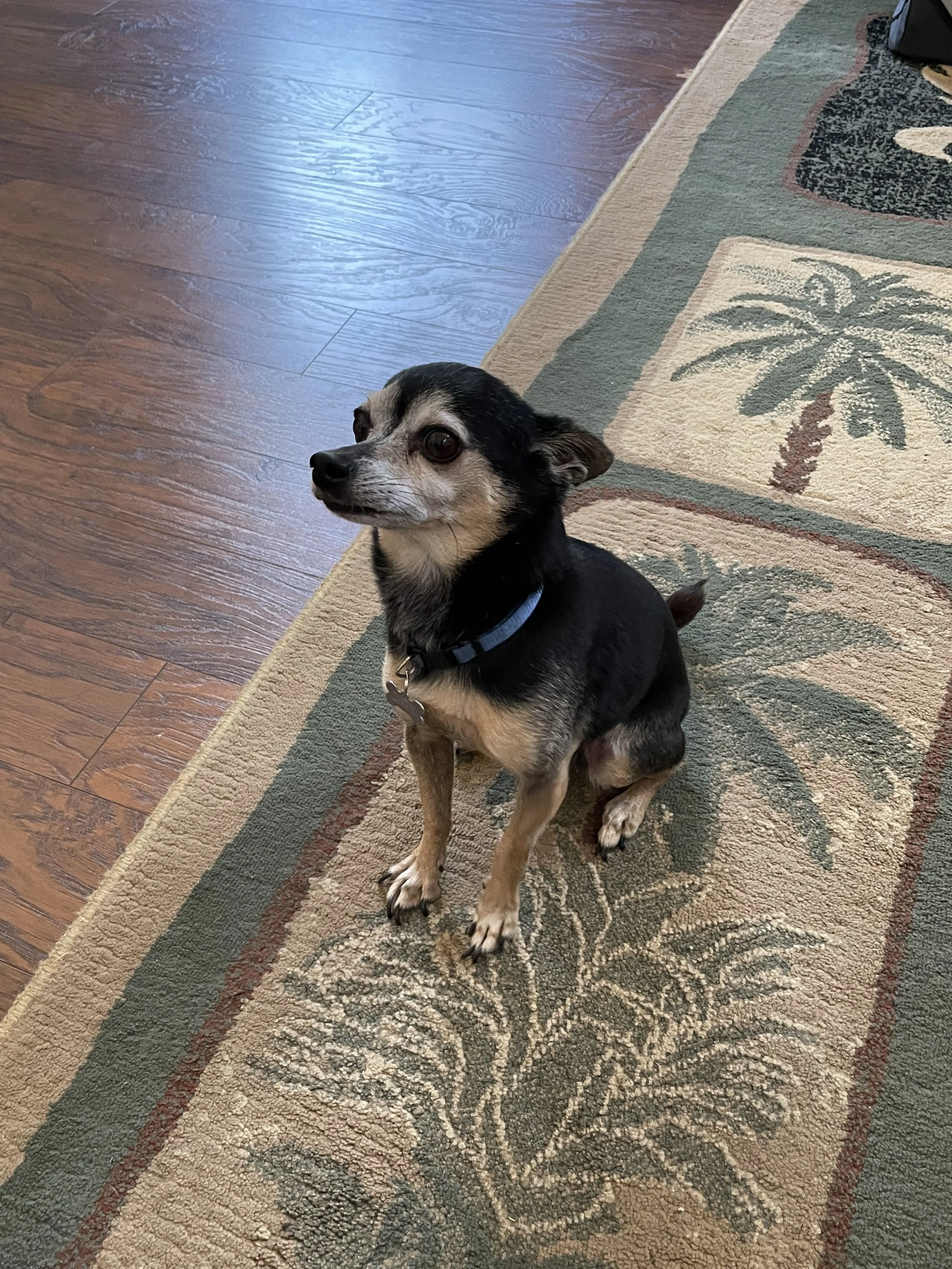 Lost pet