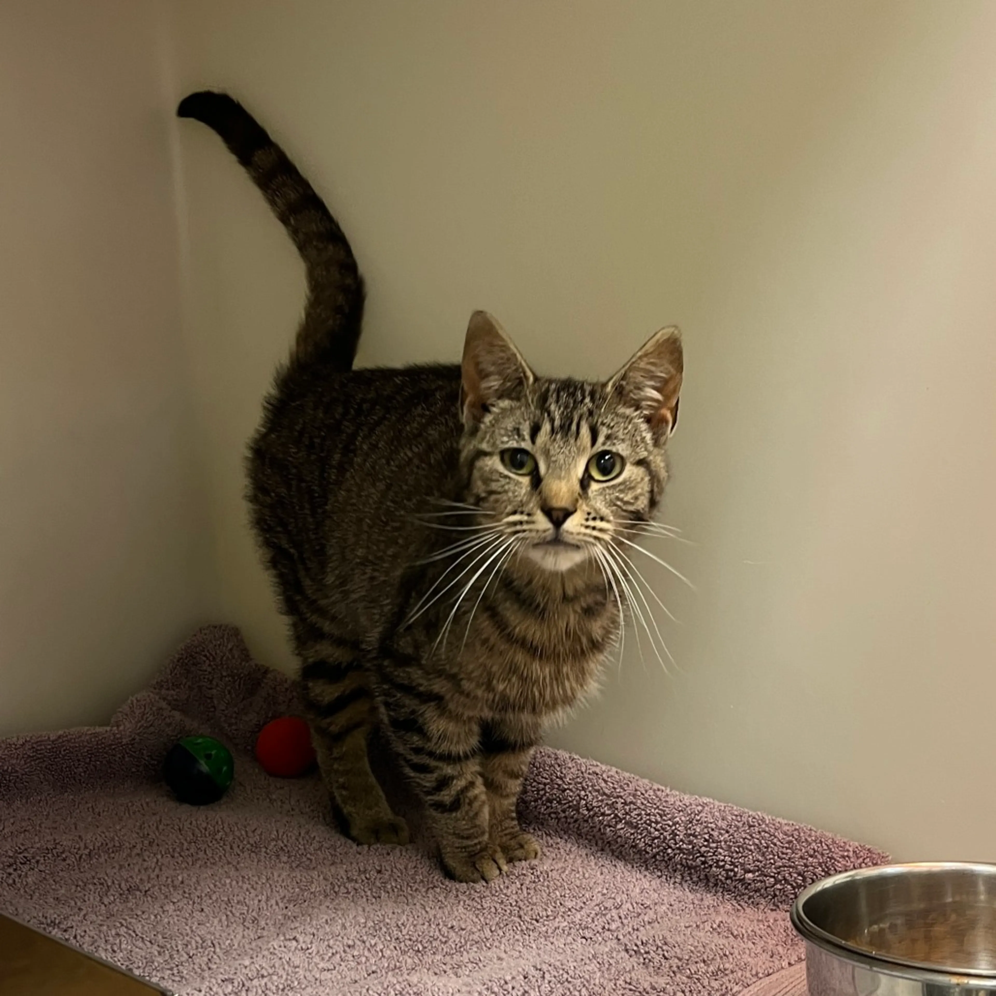 Found pet-1
