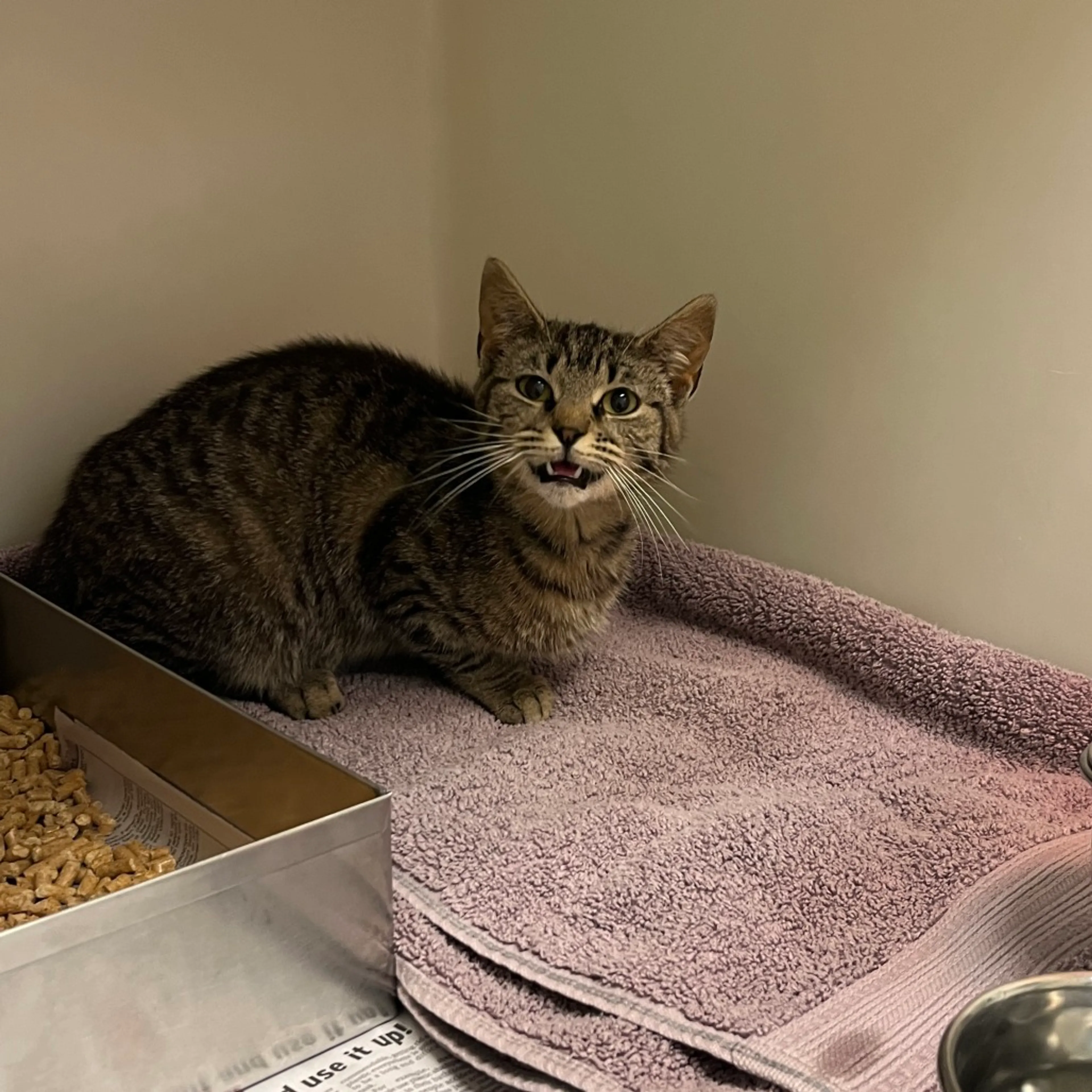 Found pet-2