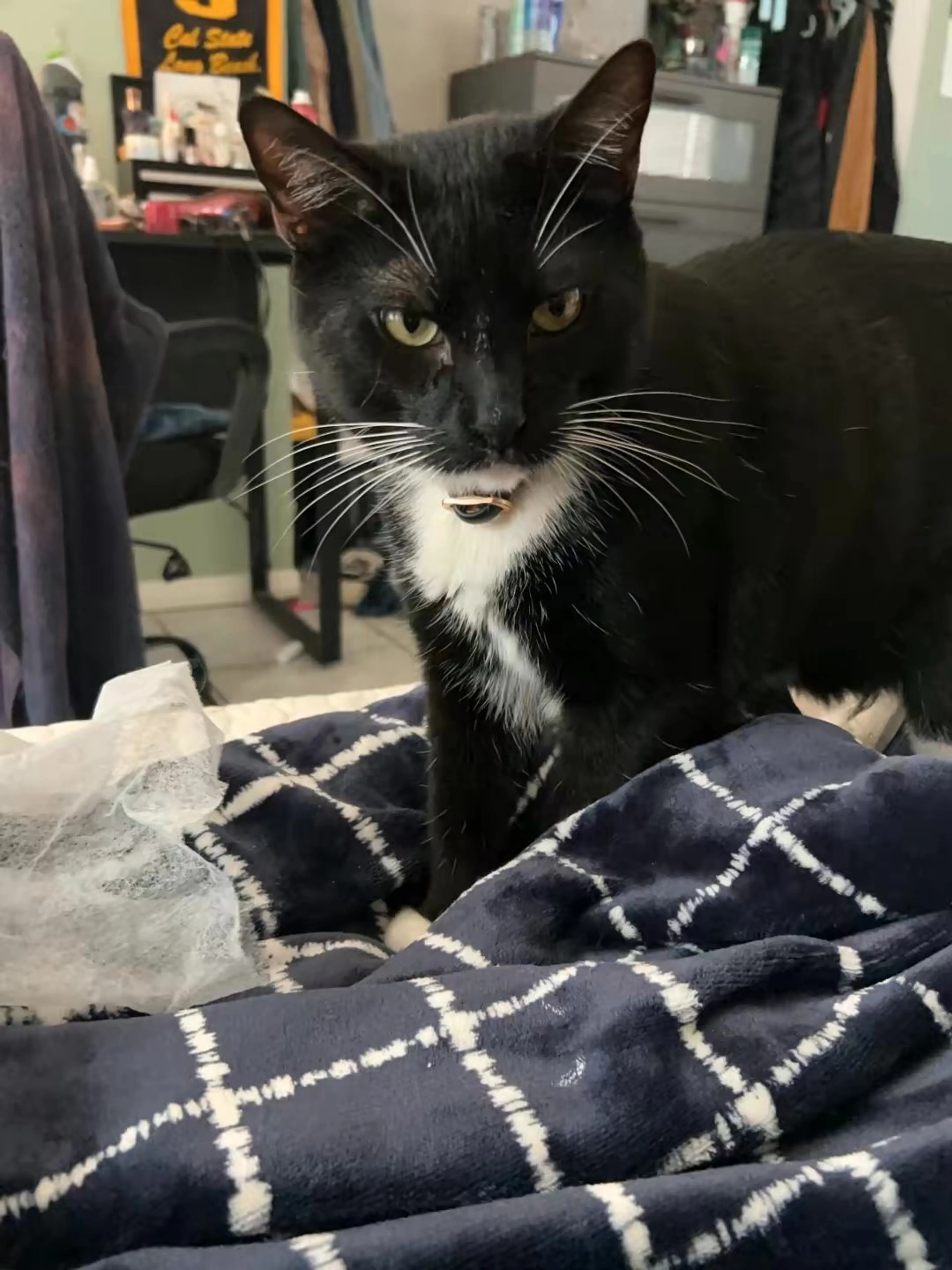 Lost pet-1