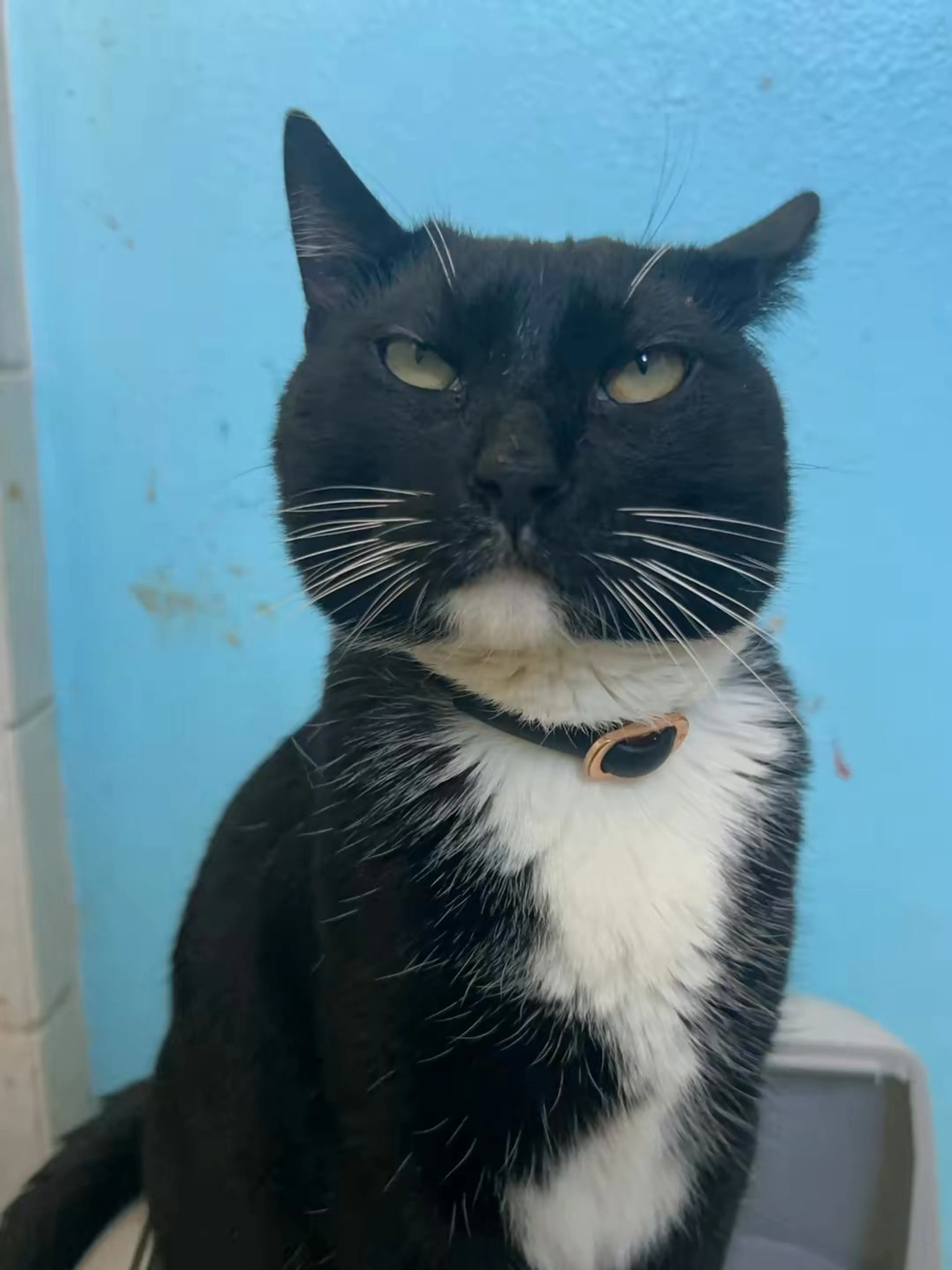 Lost pet-2
