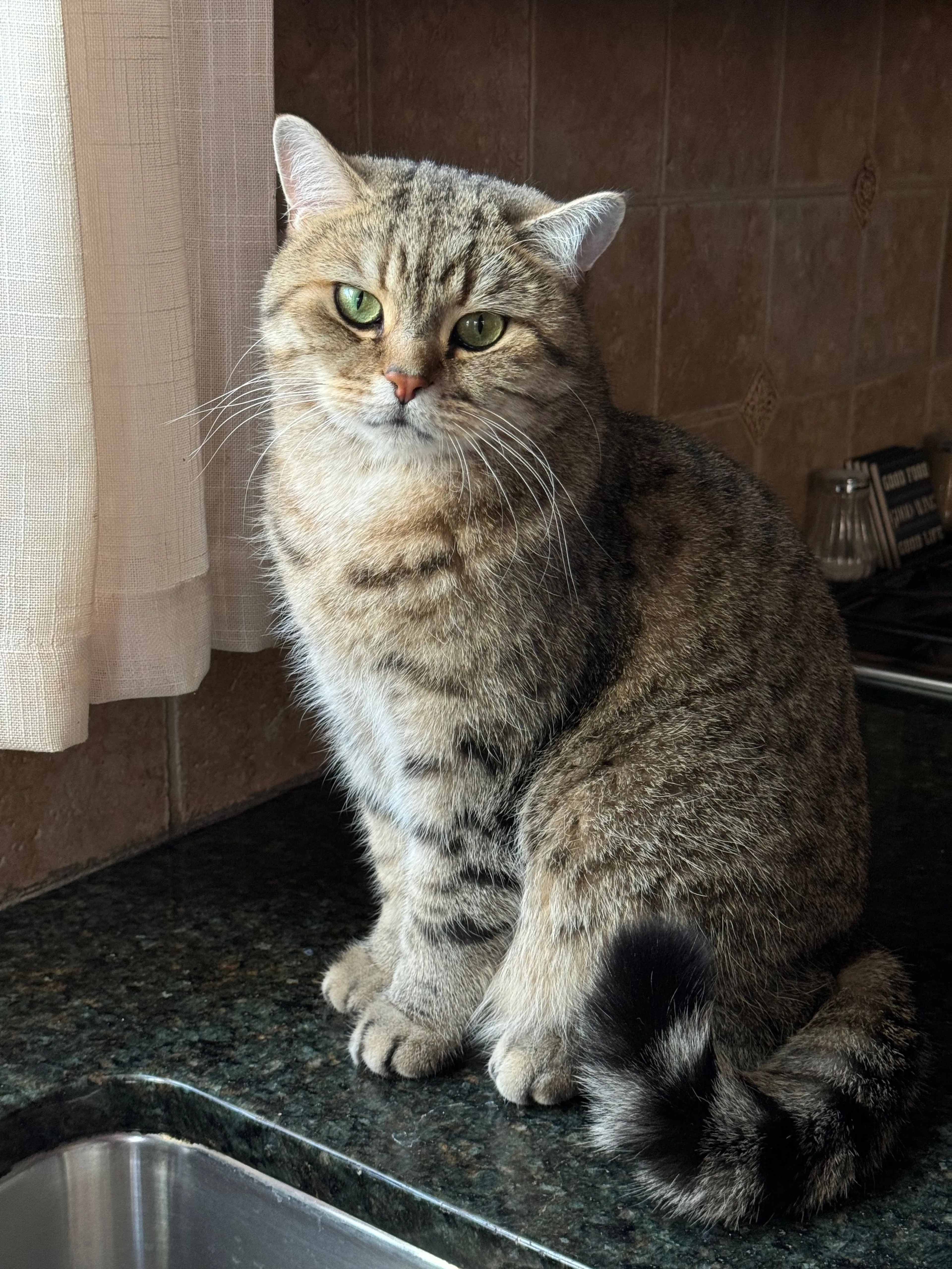 Lost pet-2