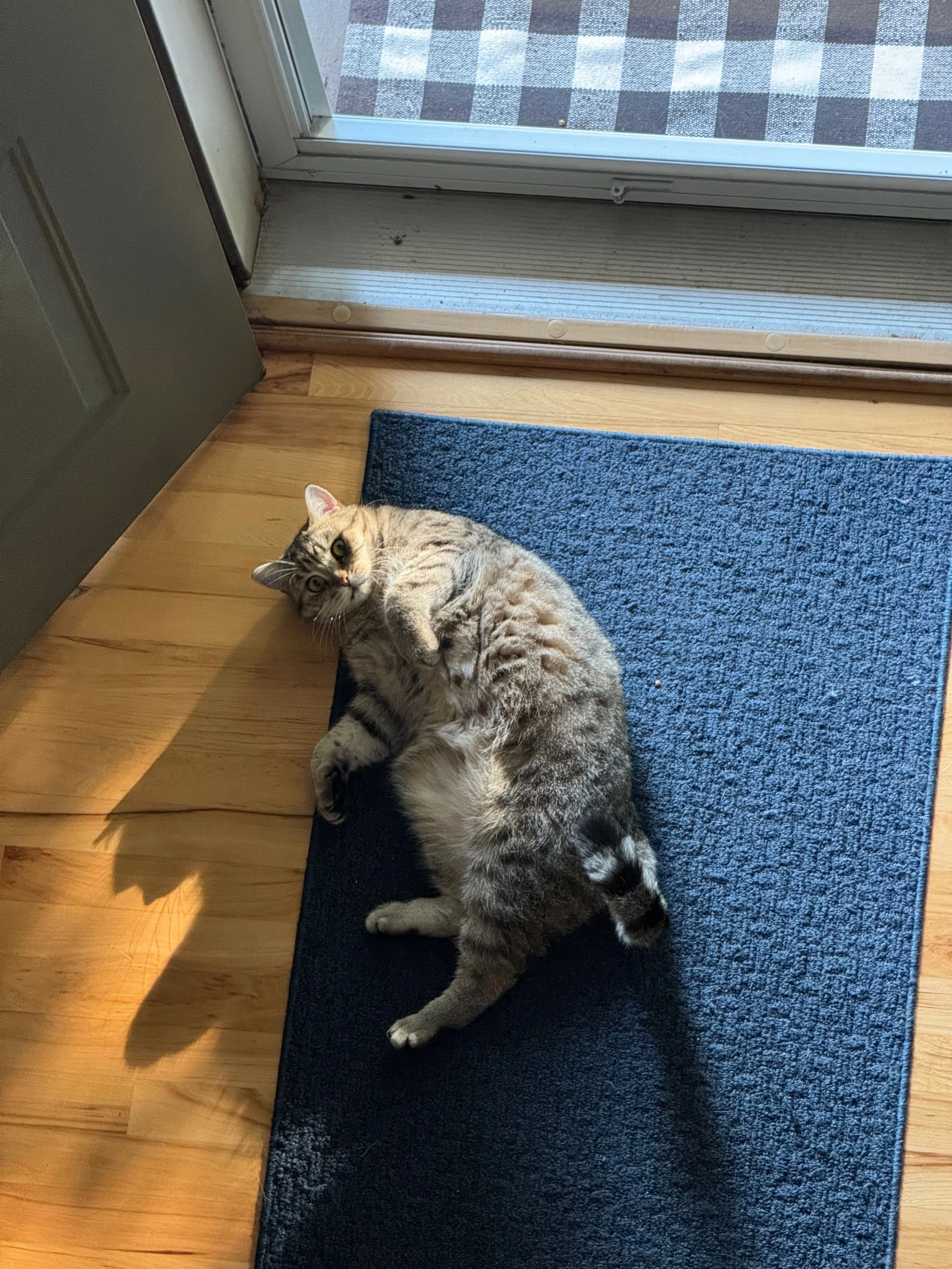 Lost pet-4