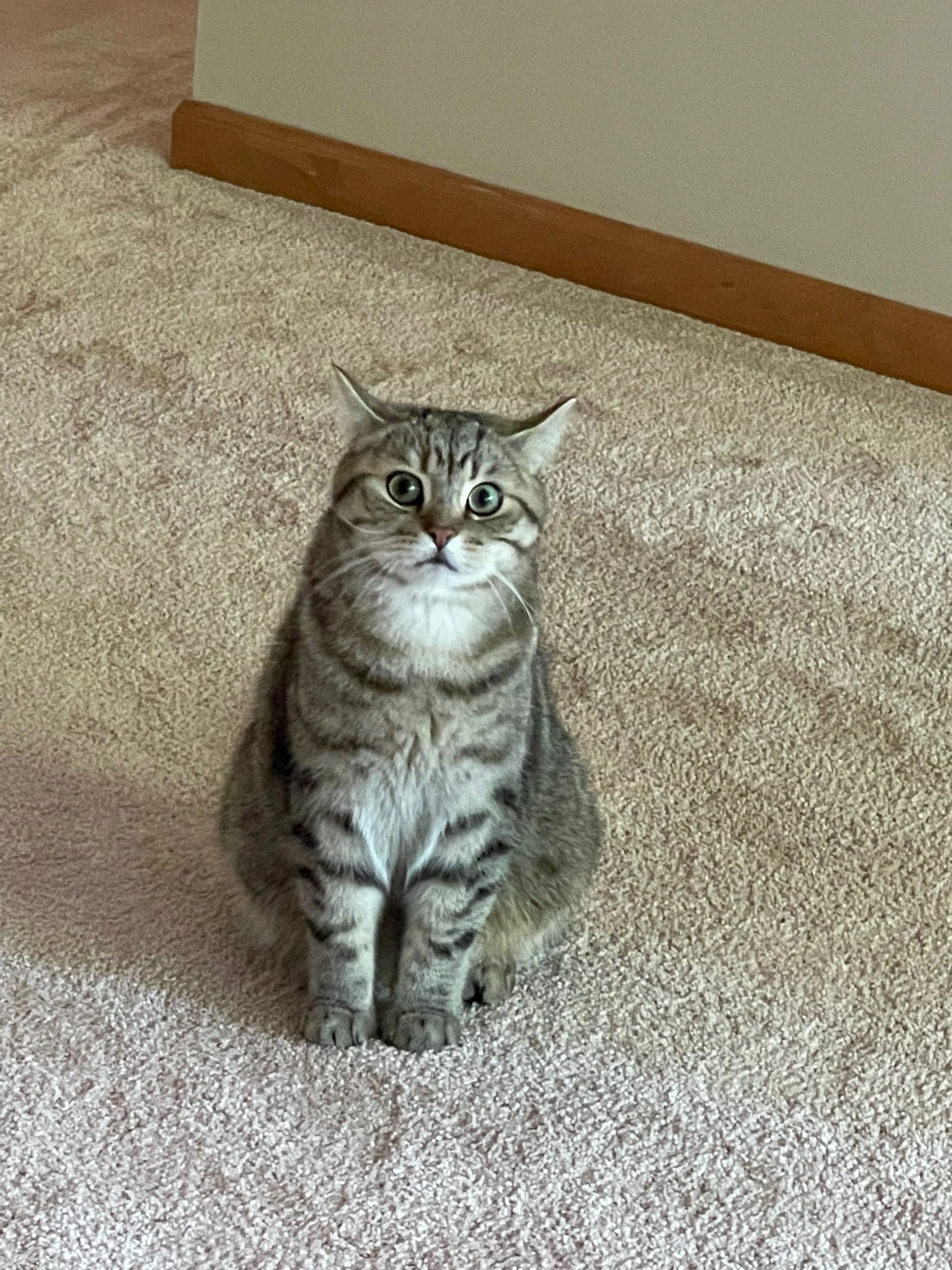 Lost pet-0