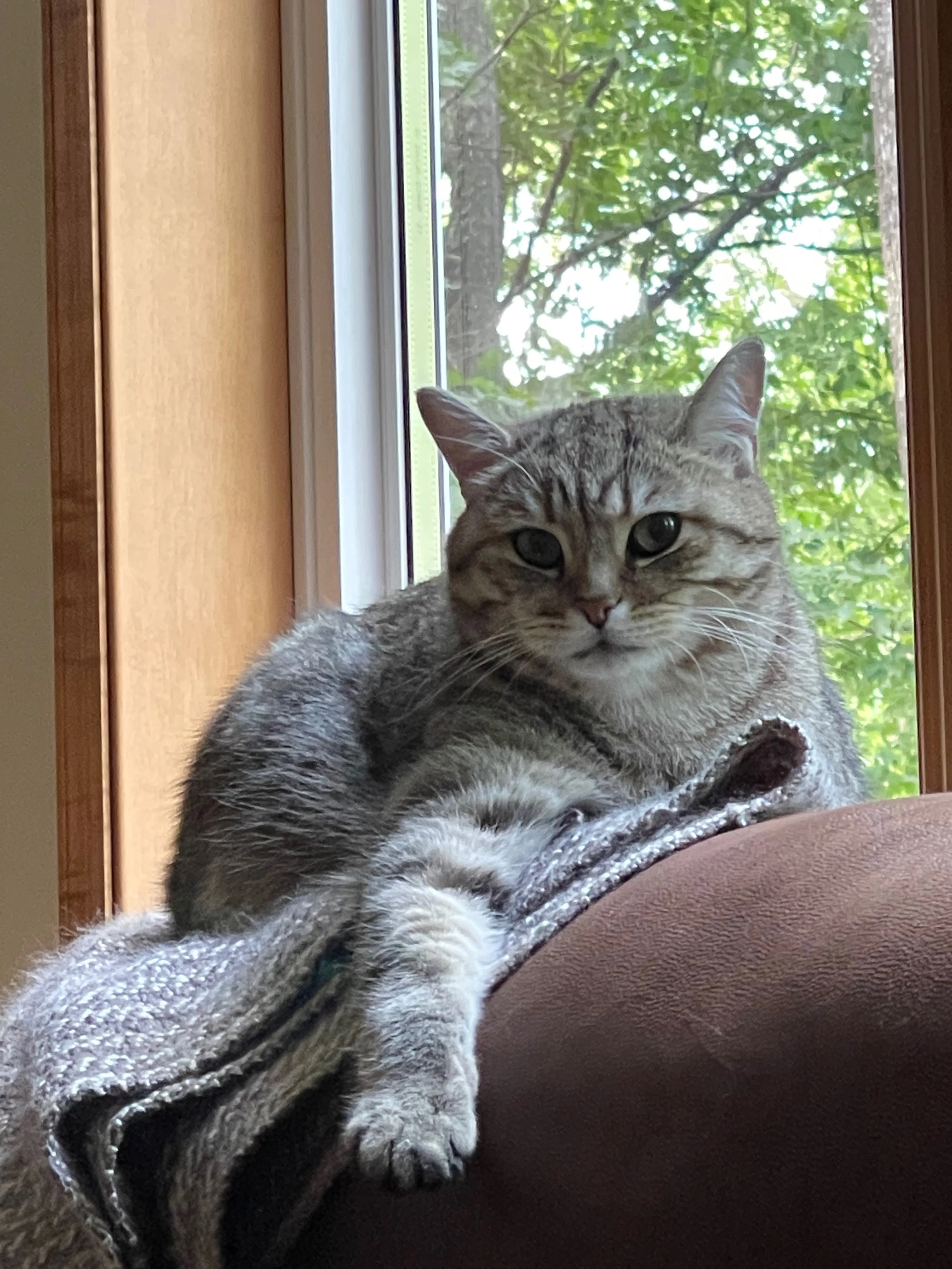 Lost pet-1
