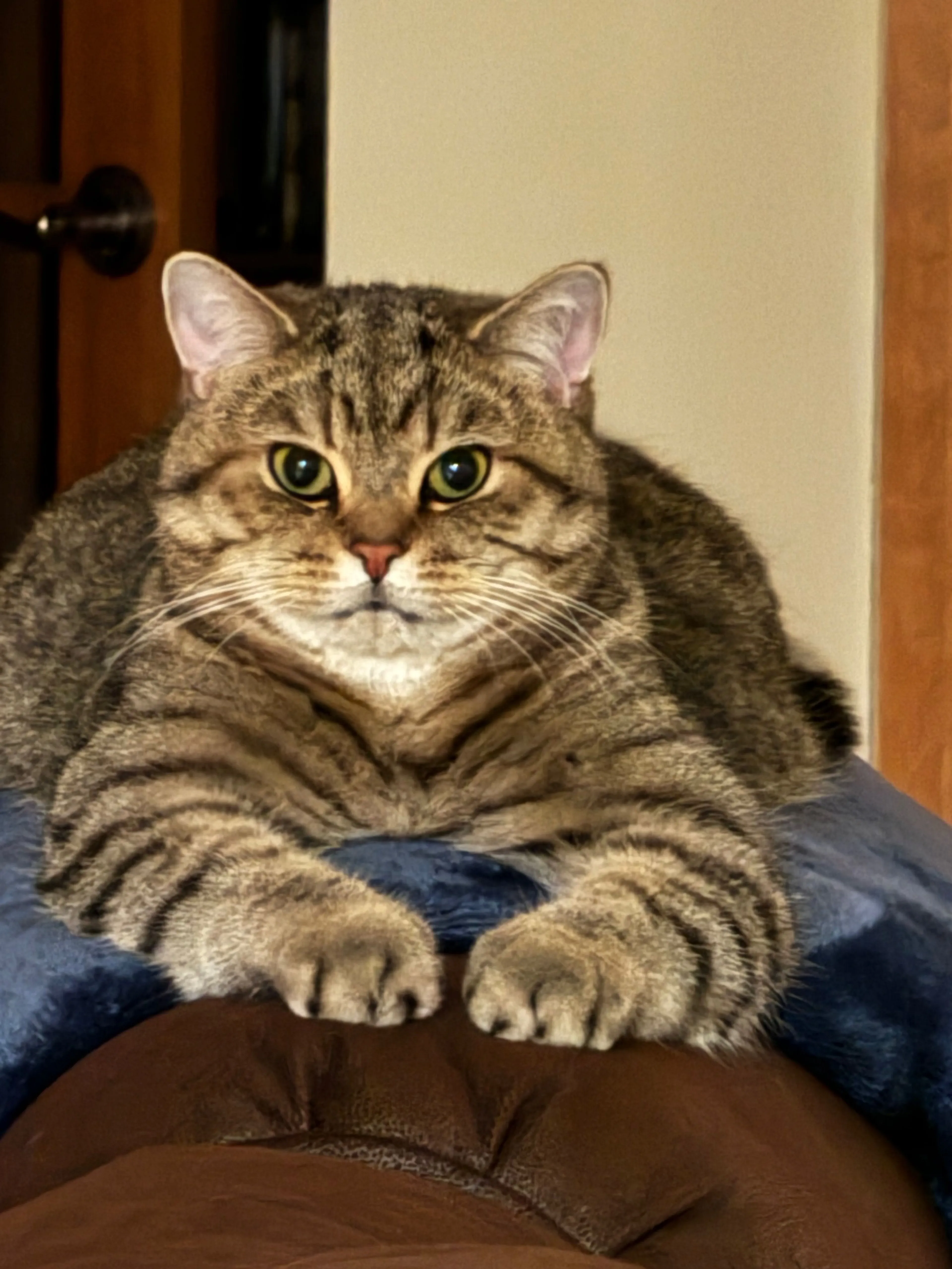 Lost pet-3