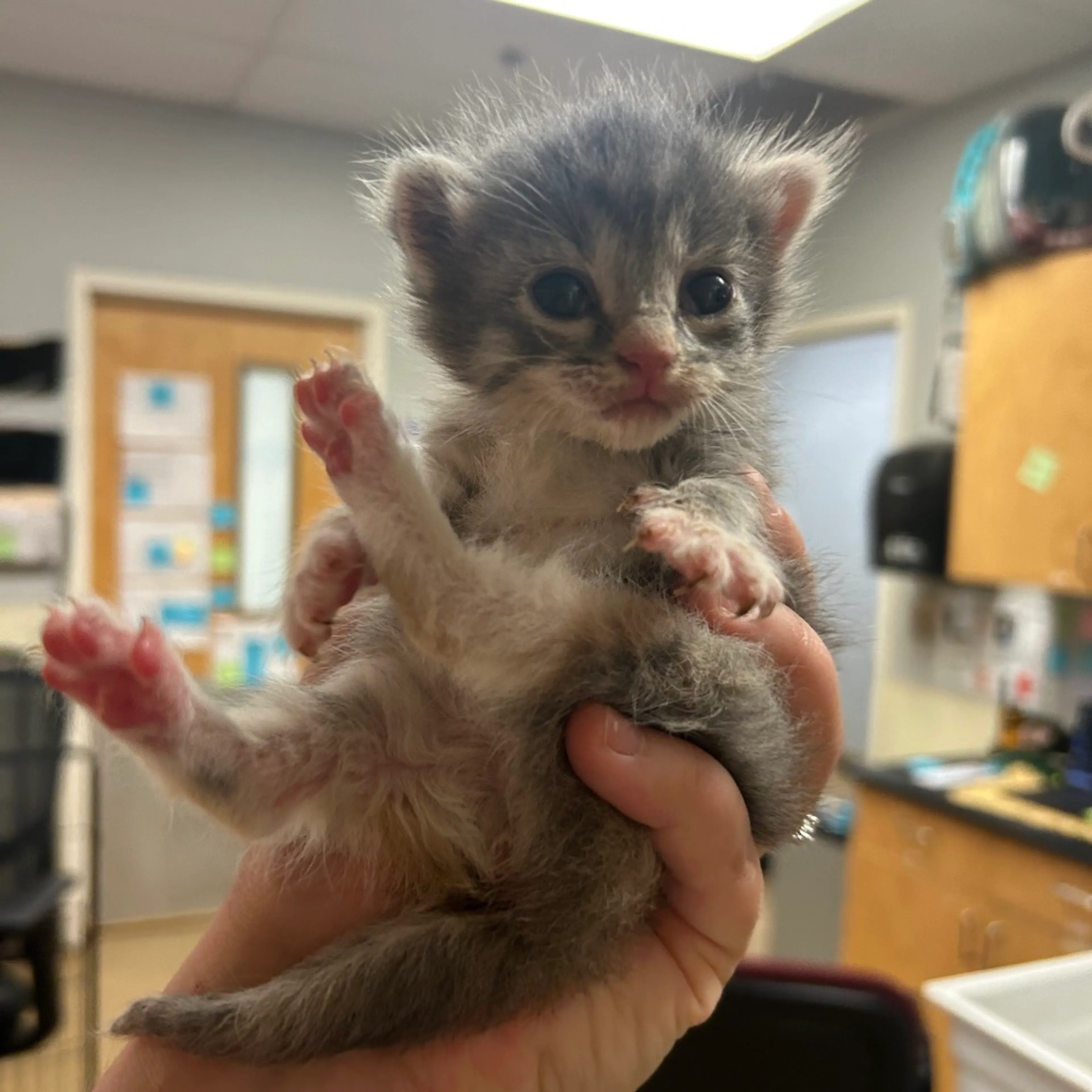 Found pet-0