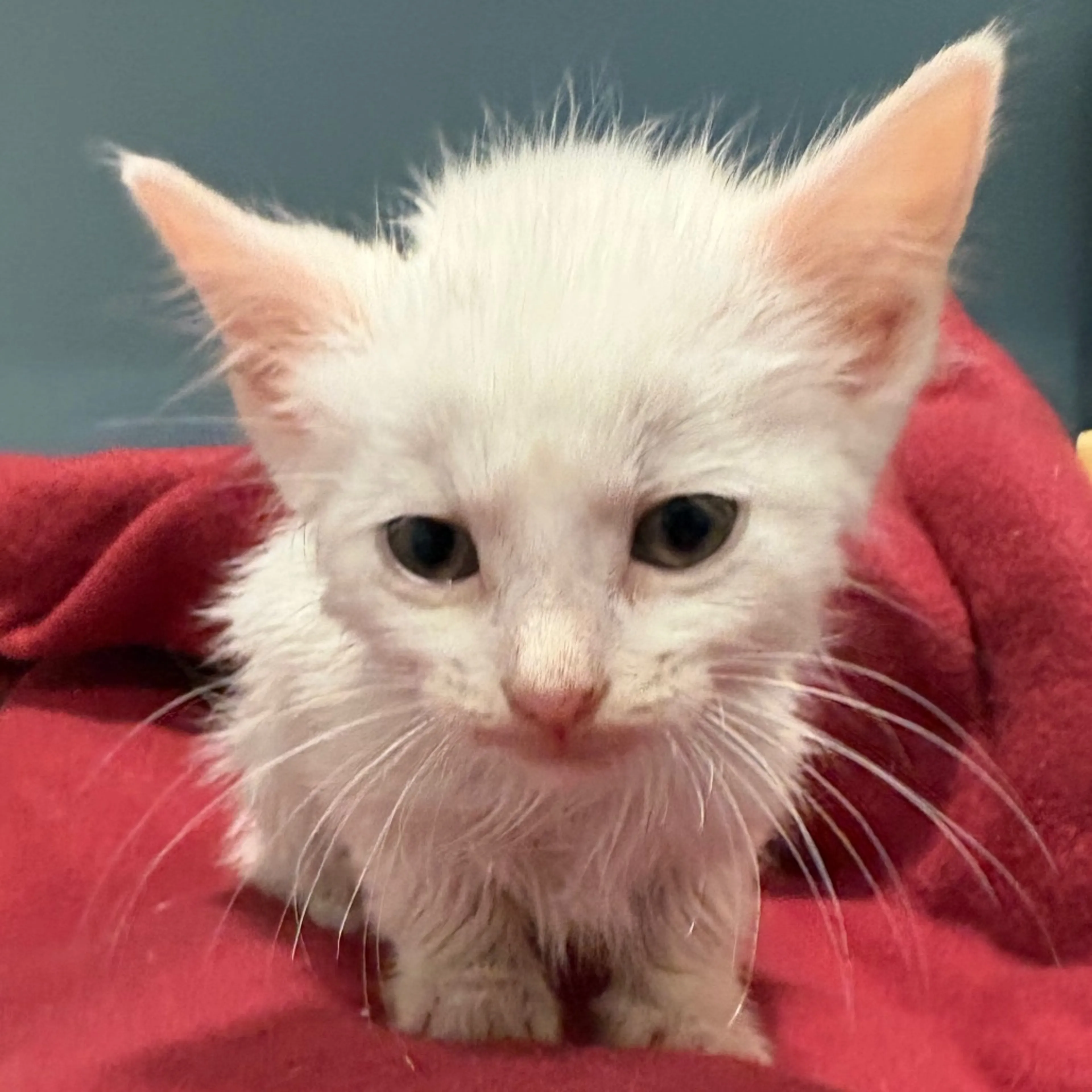 Found pet
