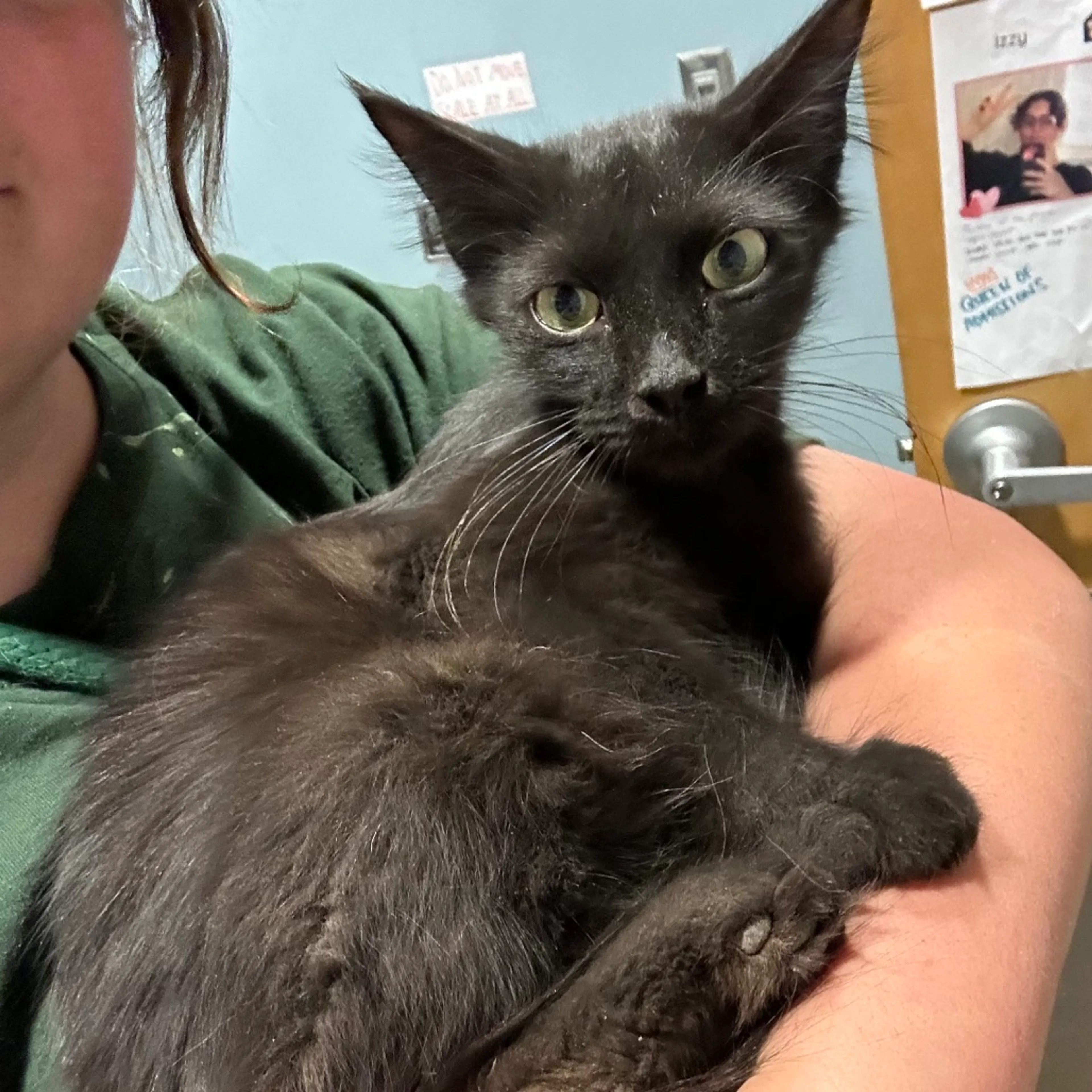 Found pet