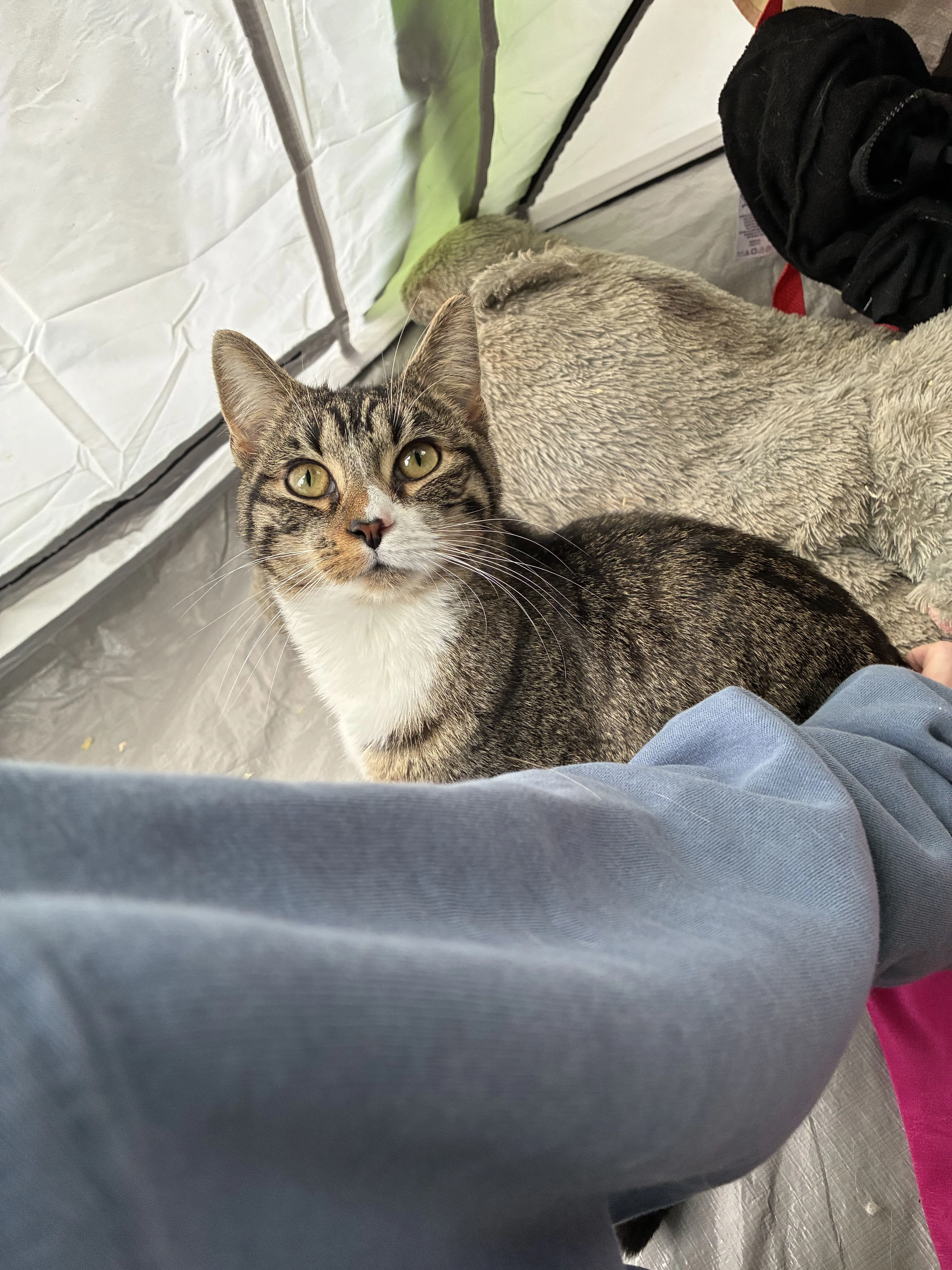 Lost pet