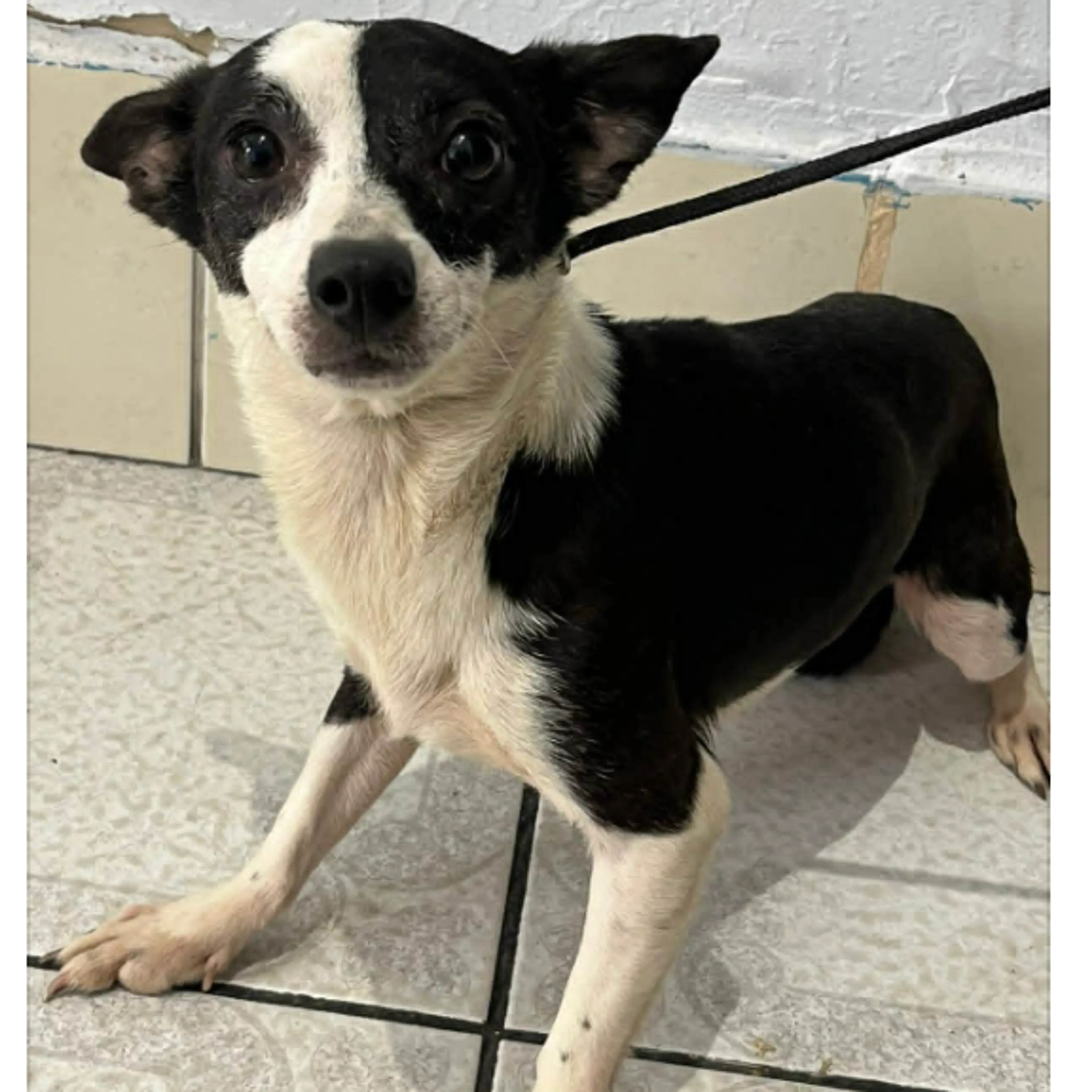 Found pet