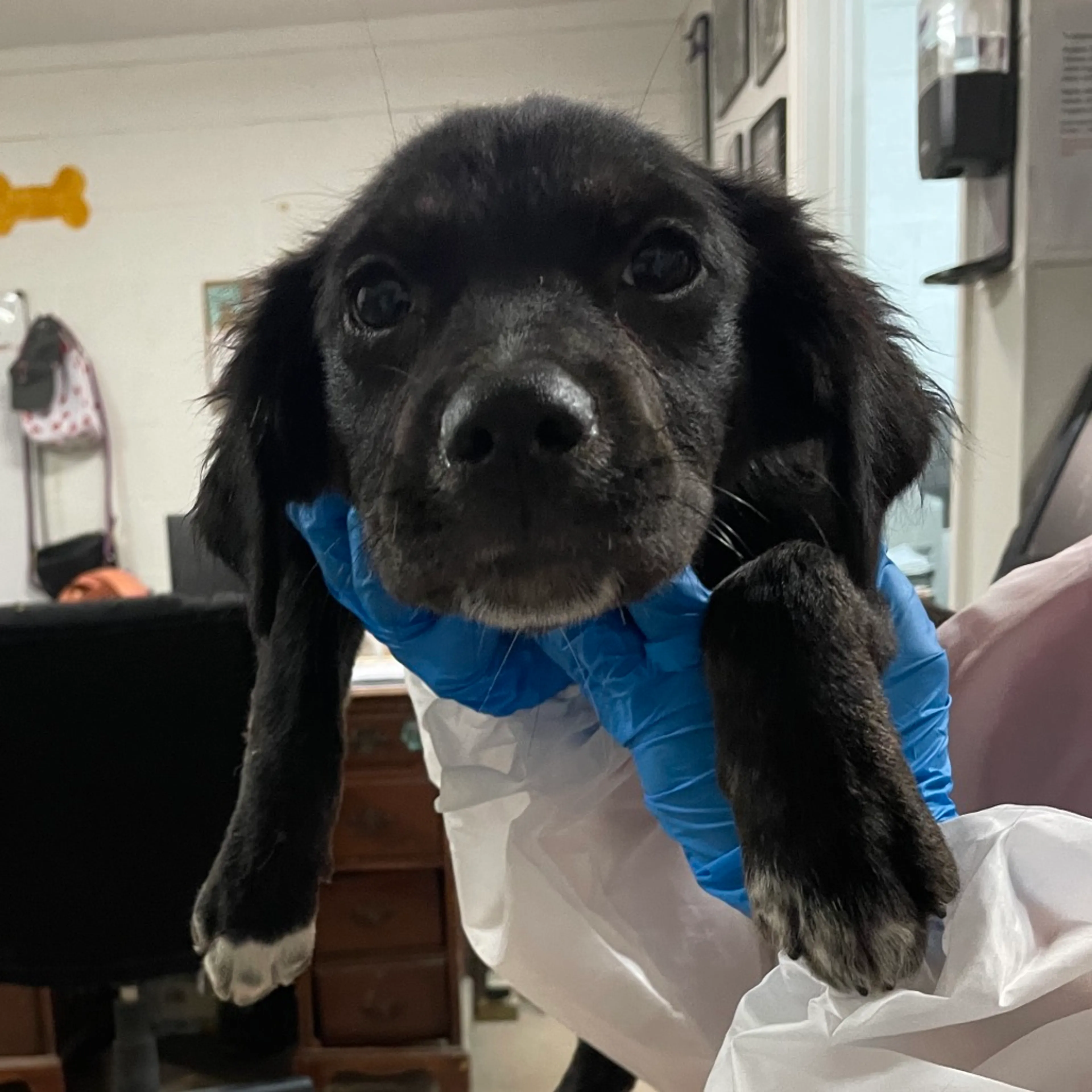 Found pet-0