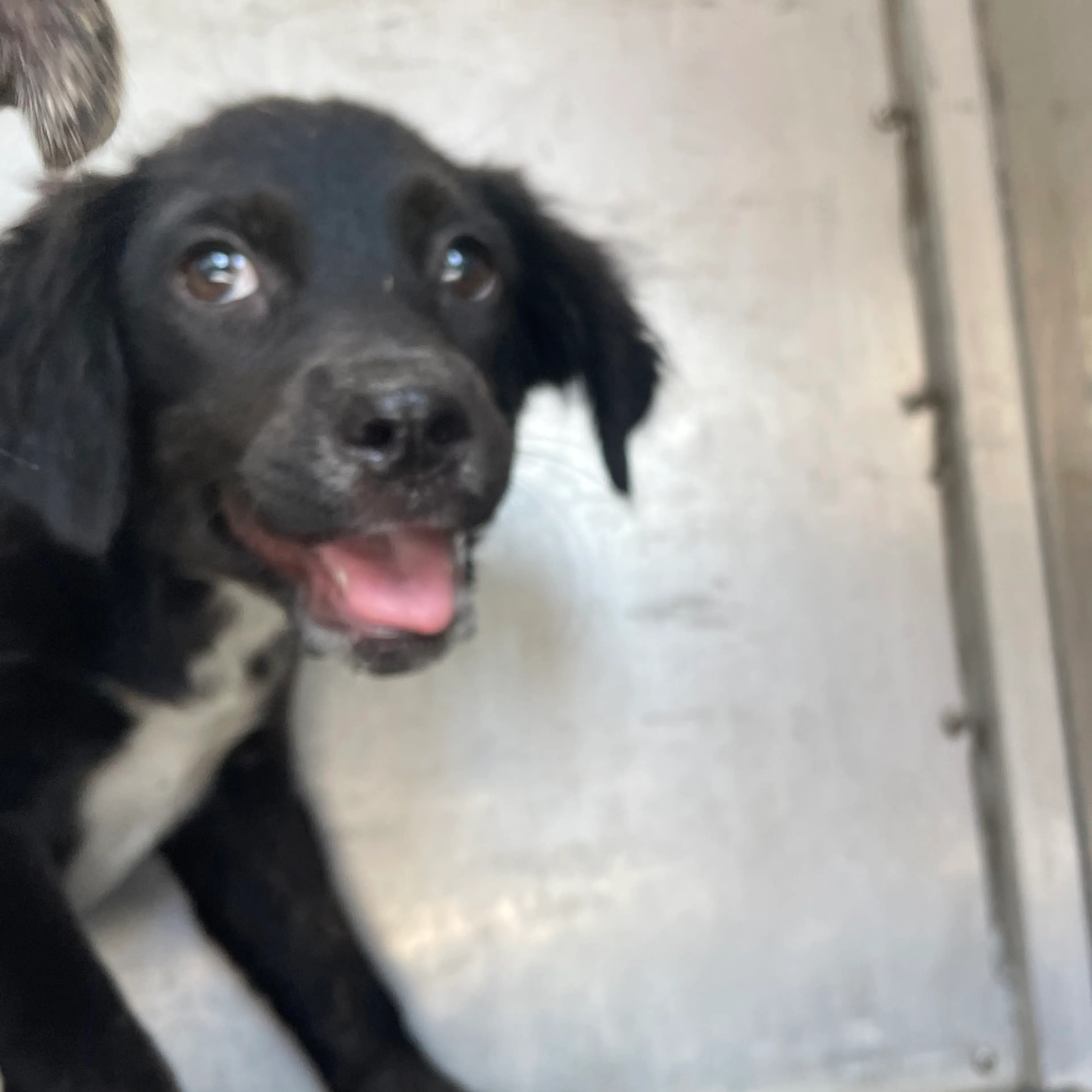 Found pet-1