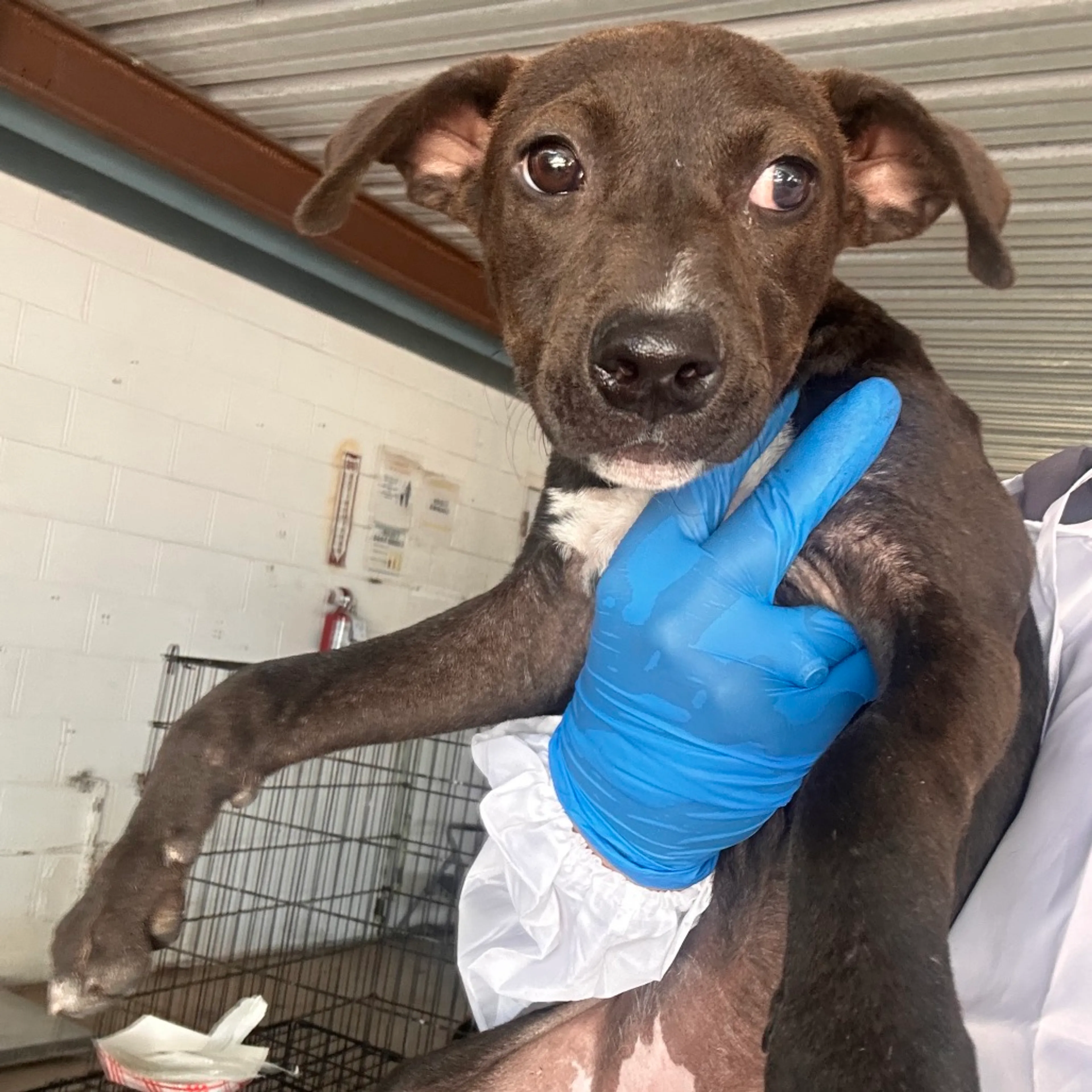 Found pet