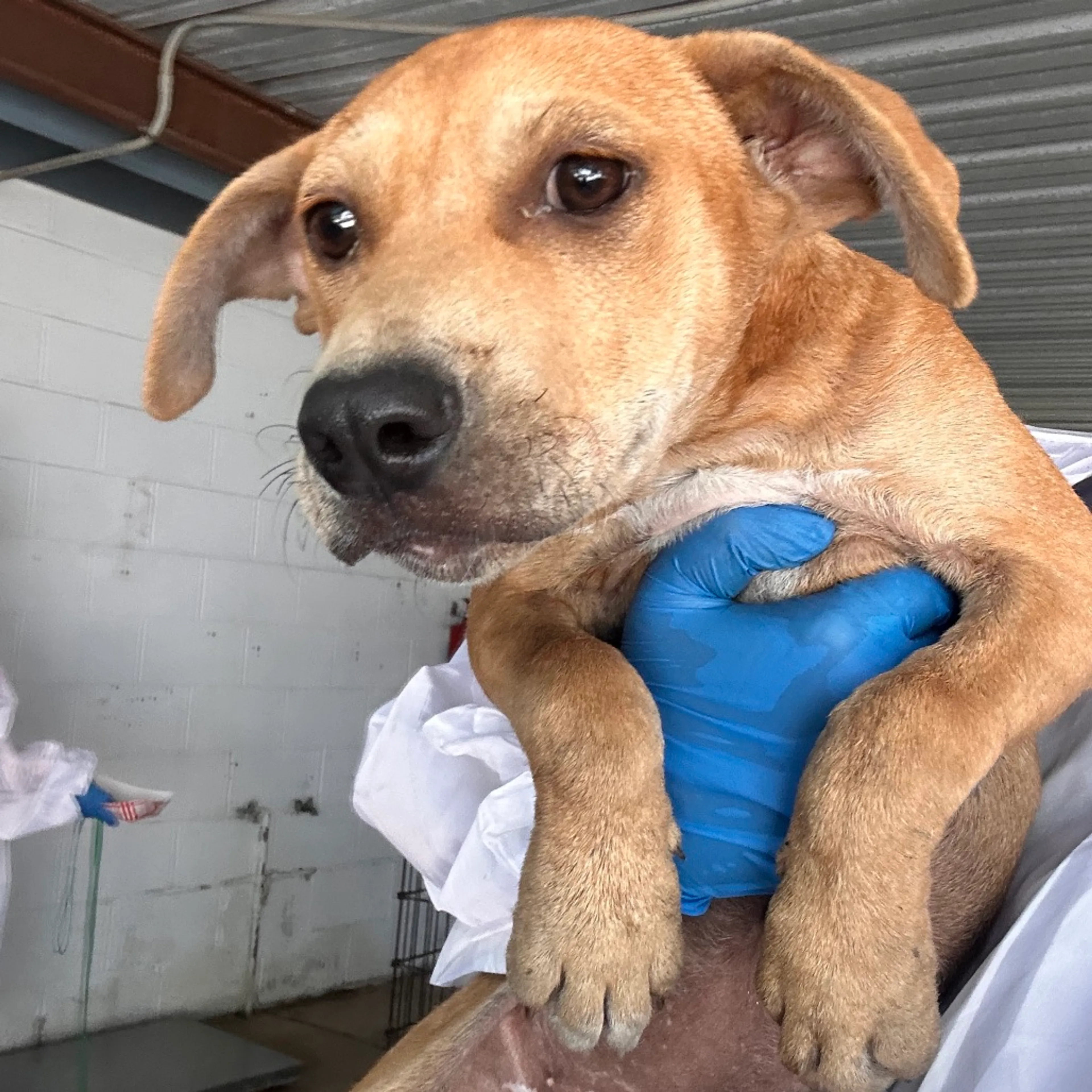 Found pet