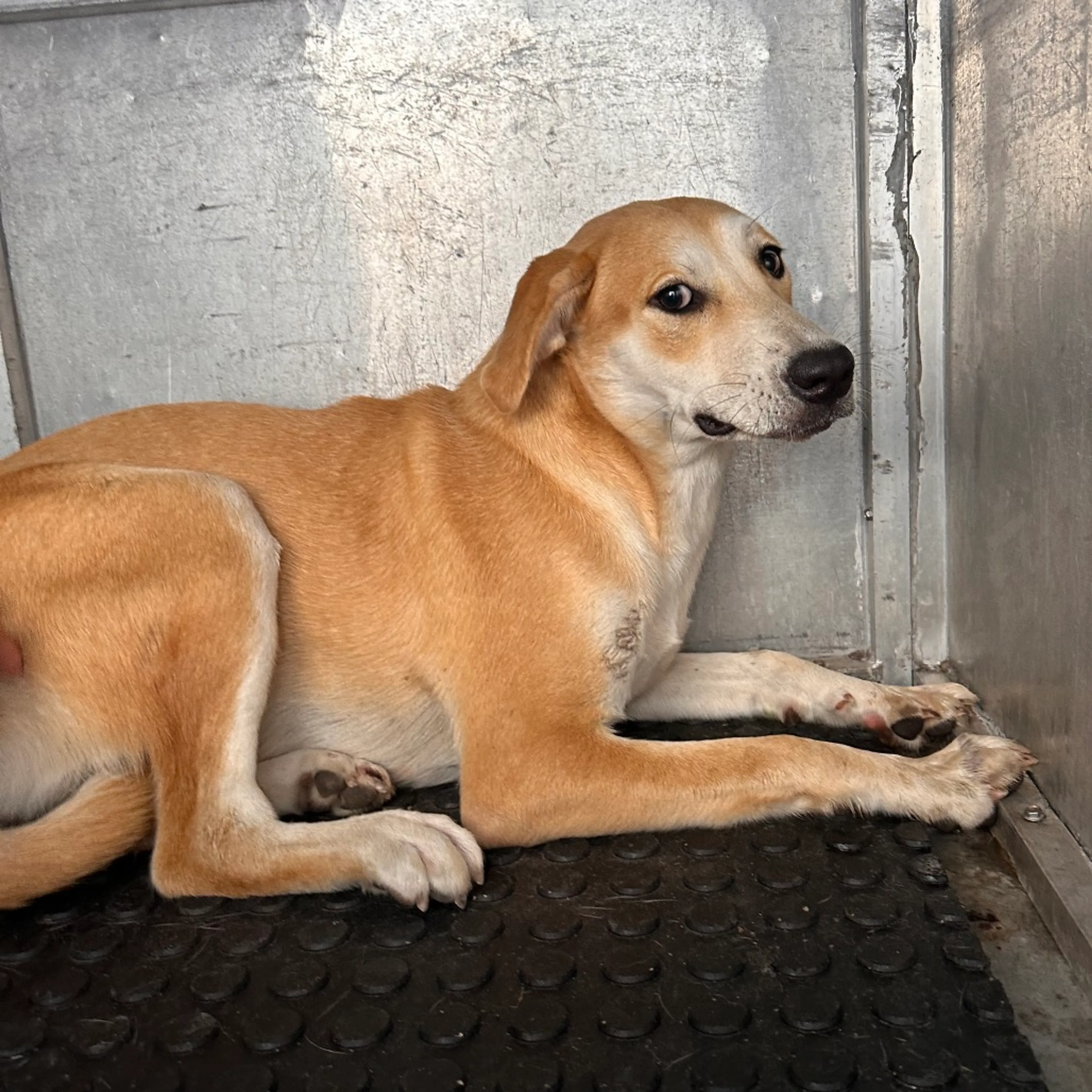 Found pet