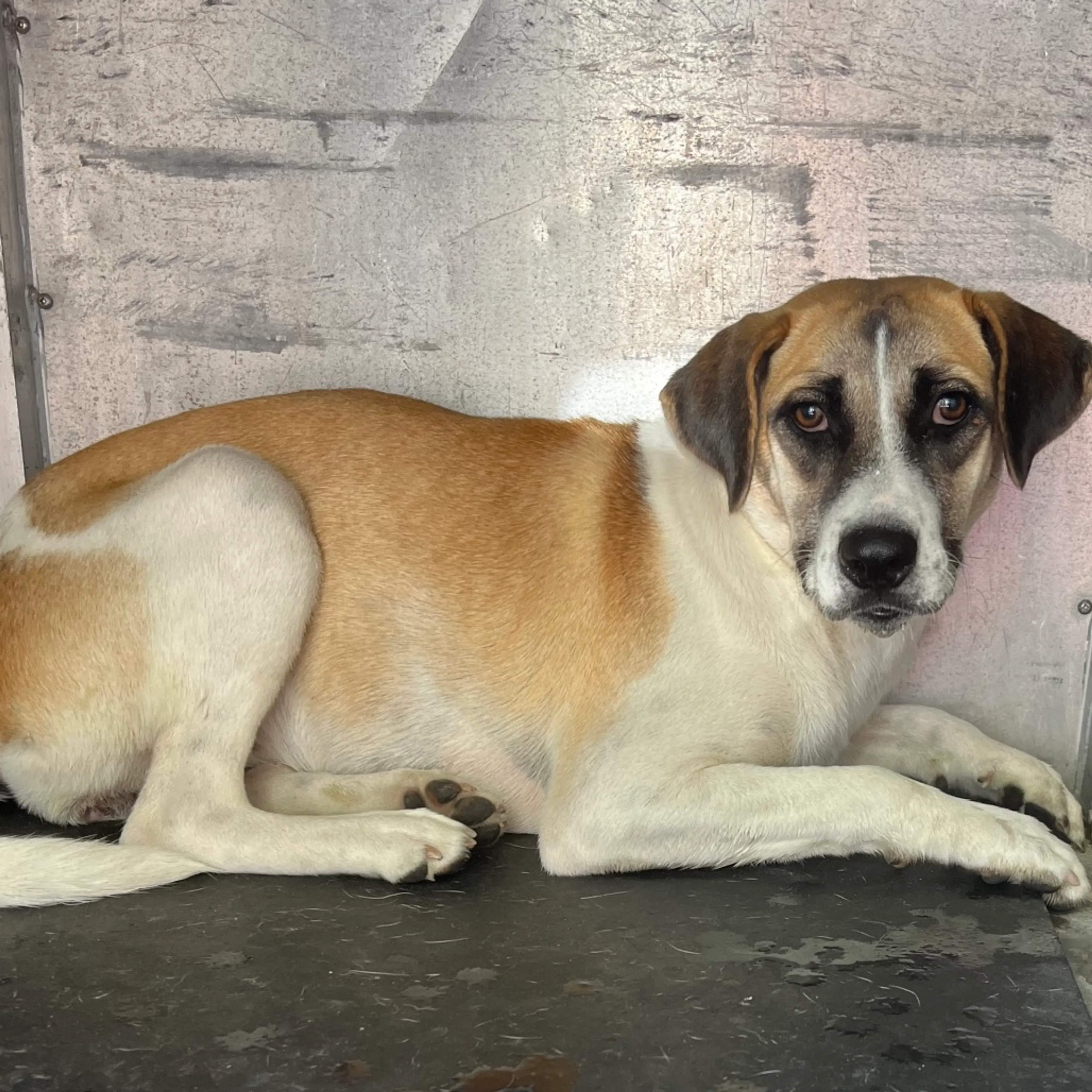 Found pet-1
