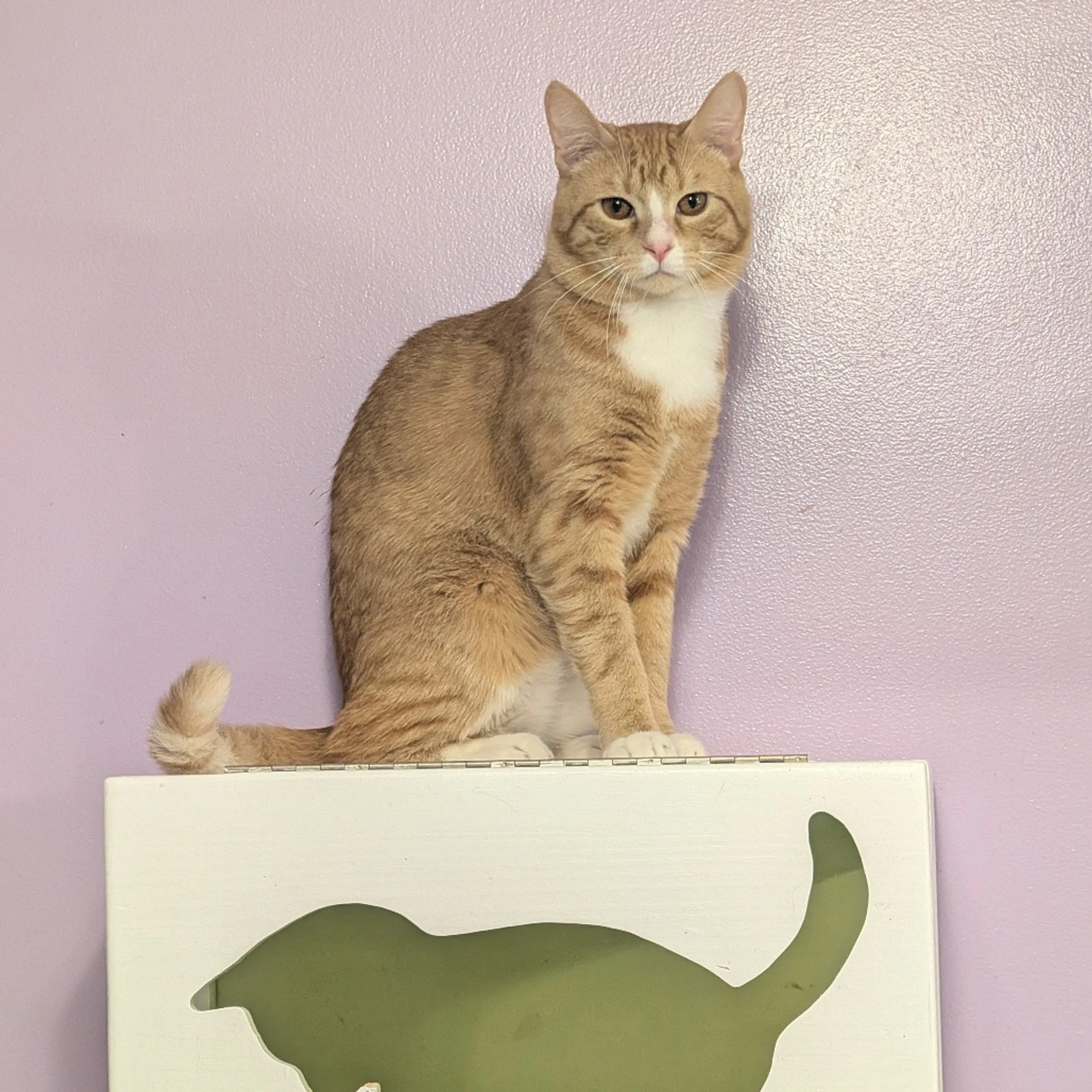 Found pet