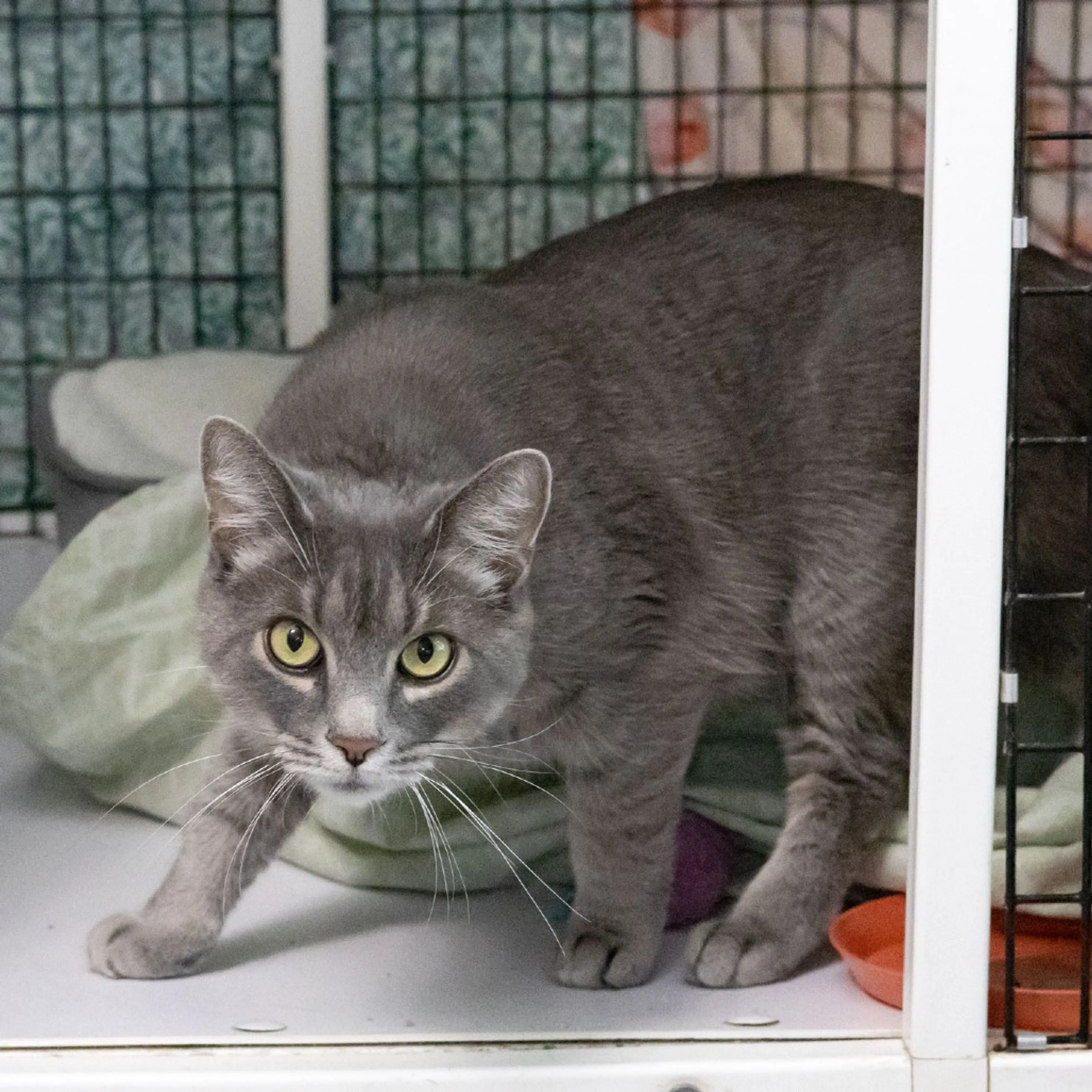 Found pet-3