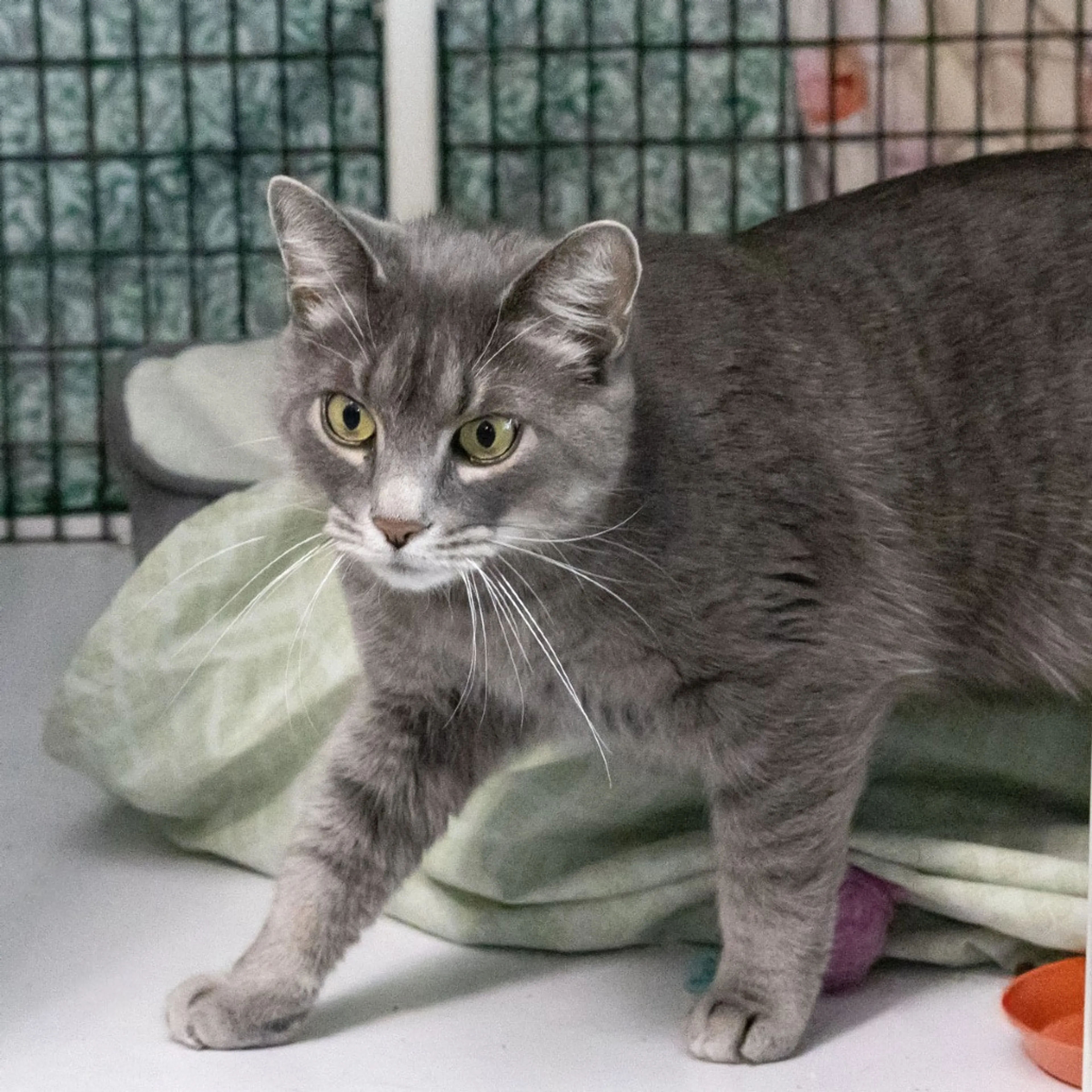Found pet-2