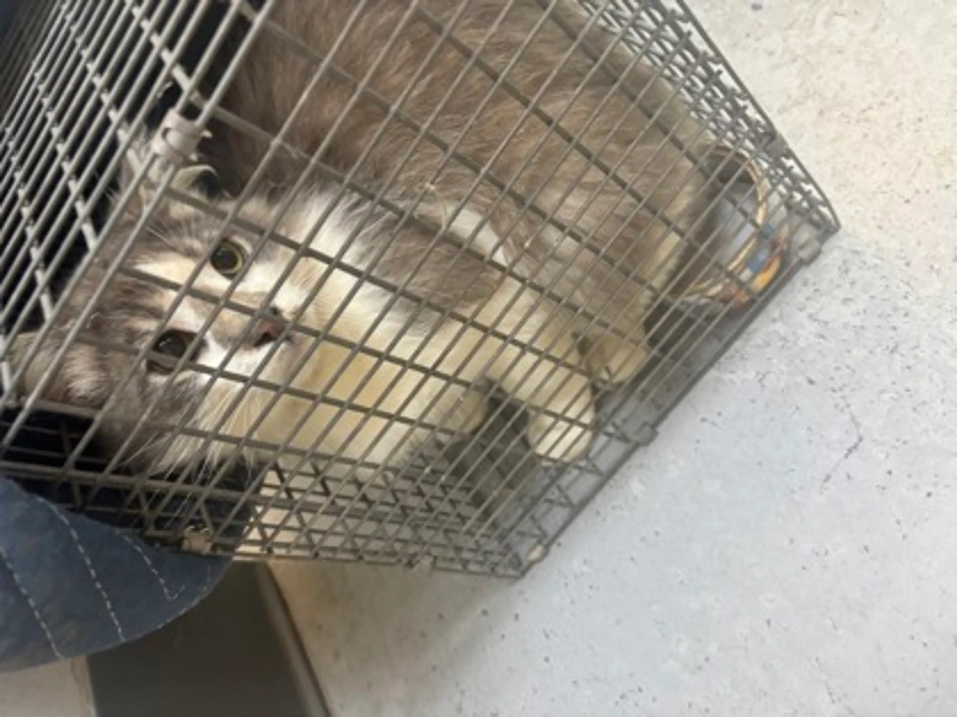 Found pet