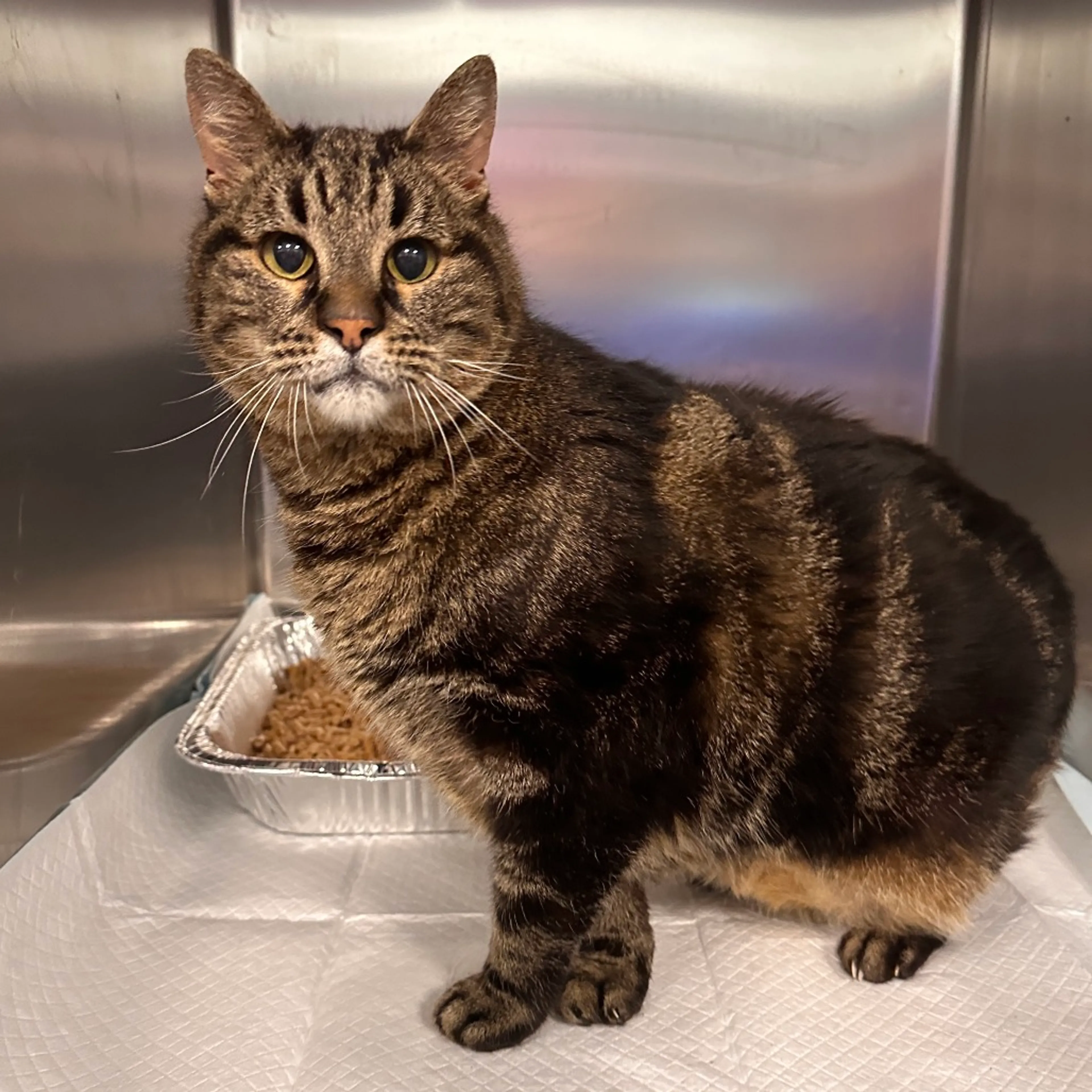 Found pet