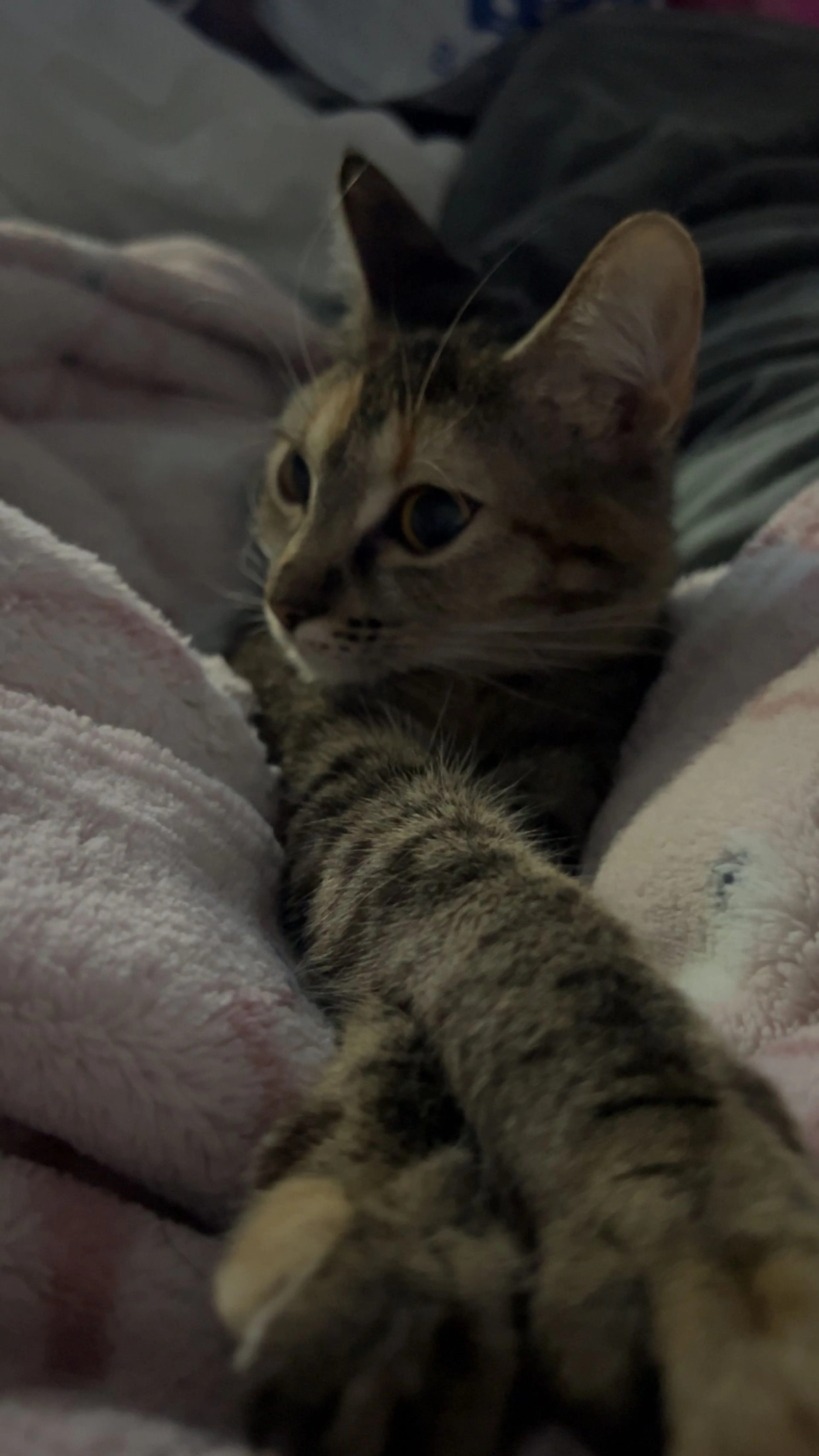 Lost pet-3
