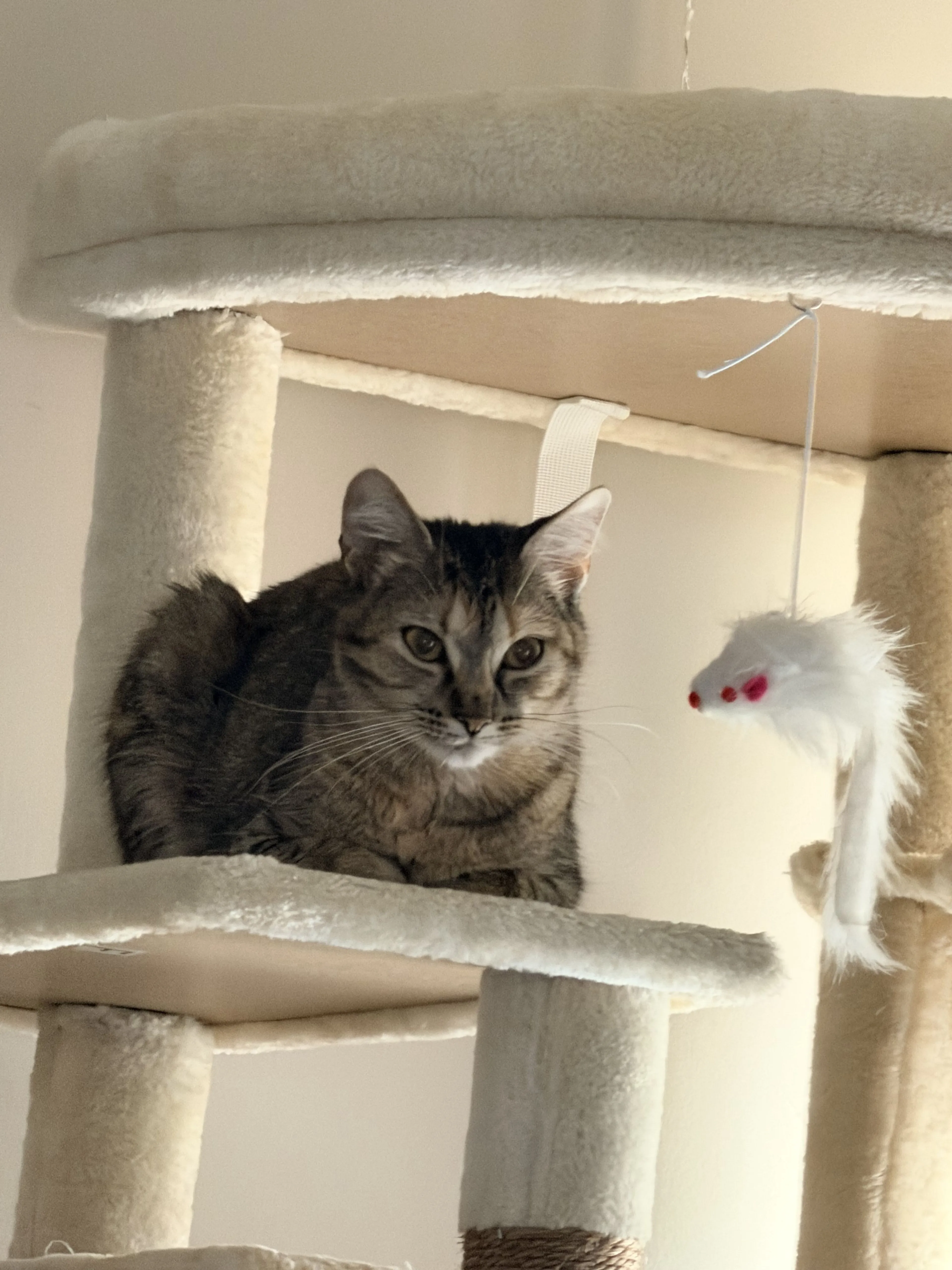 Lost pet-4