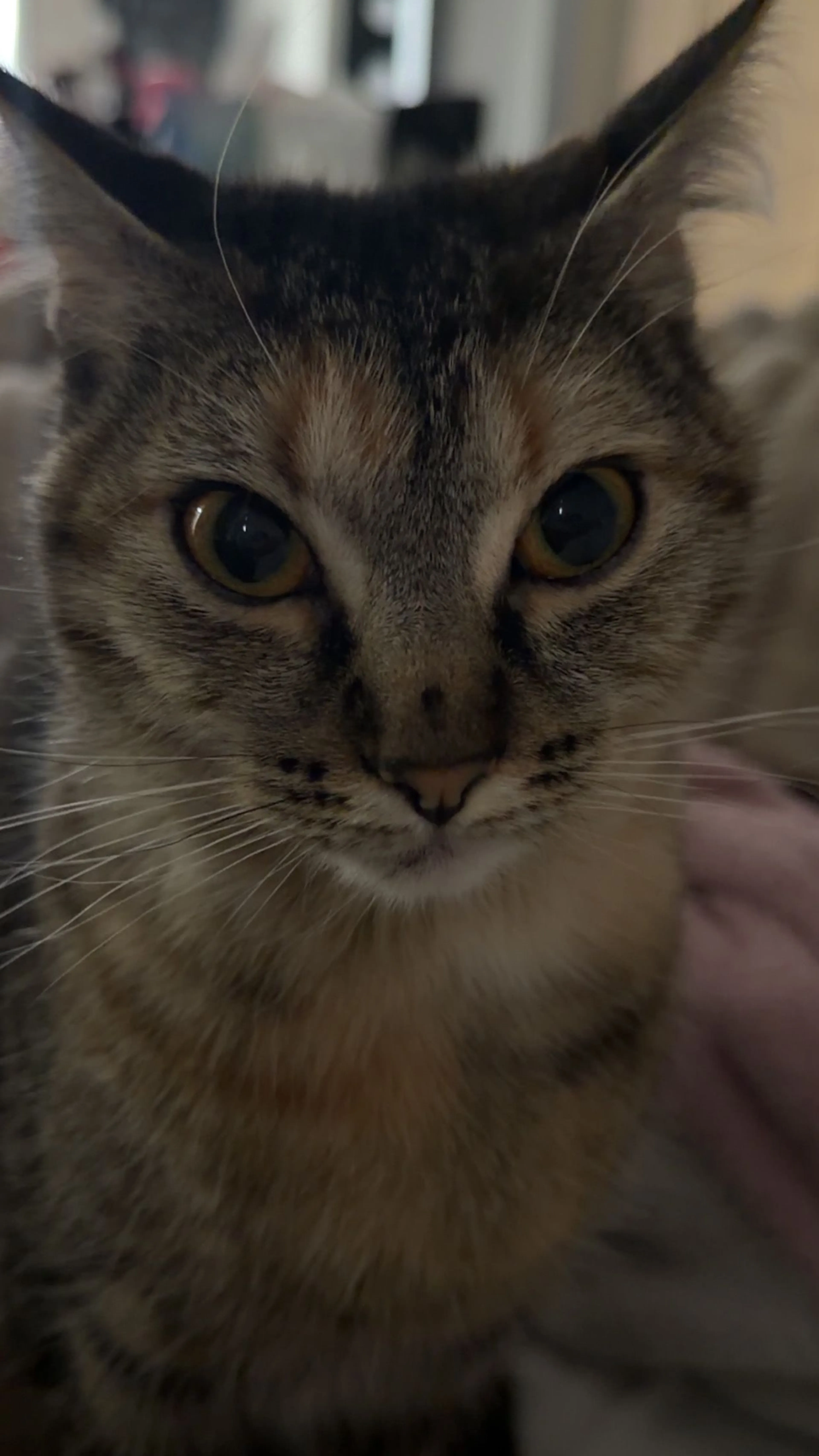 Lost pet-2