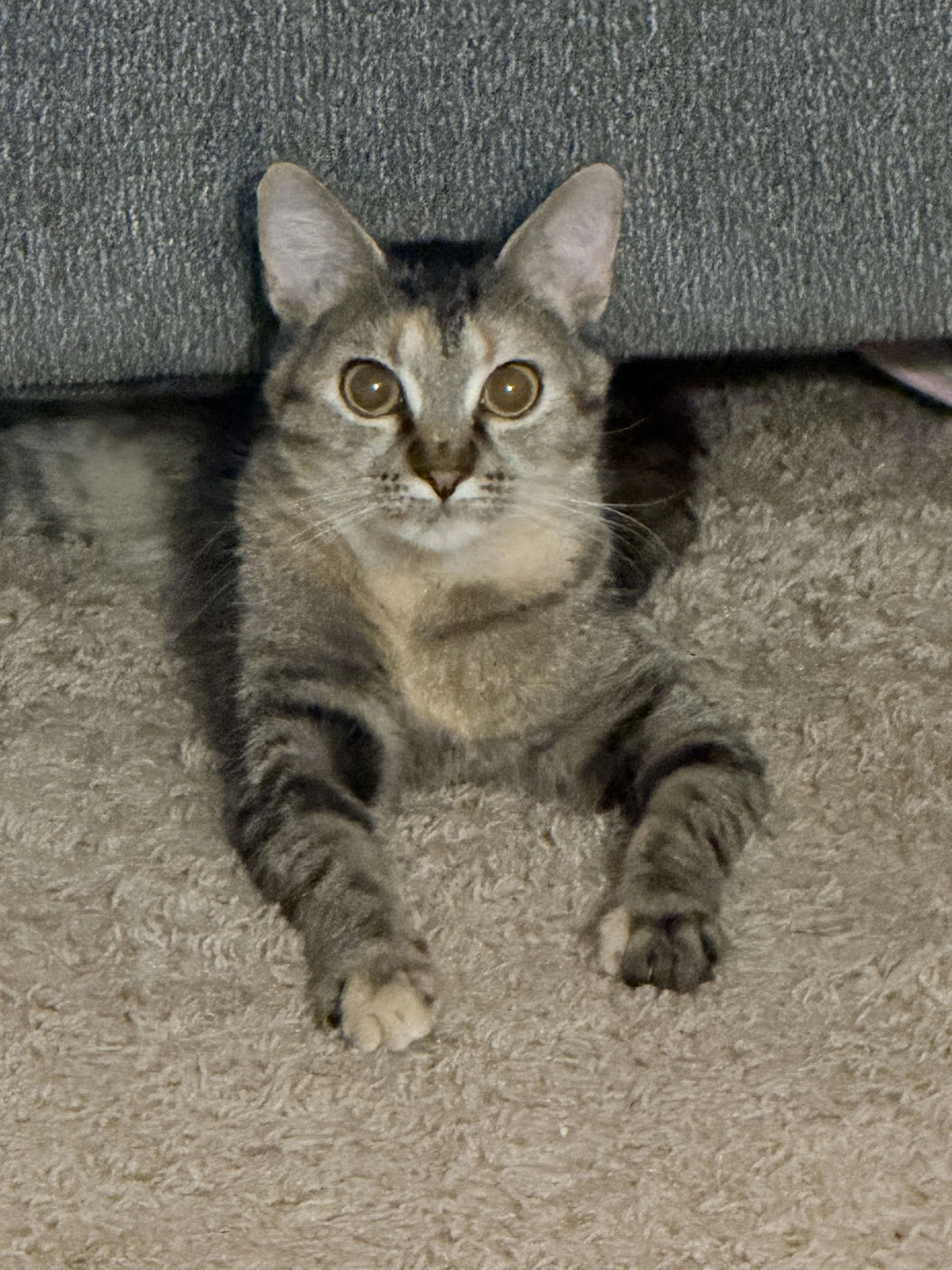 Lost pet-1