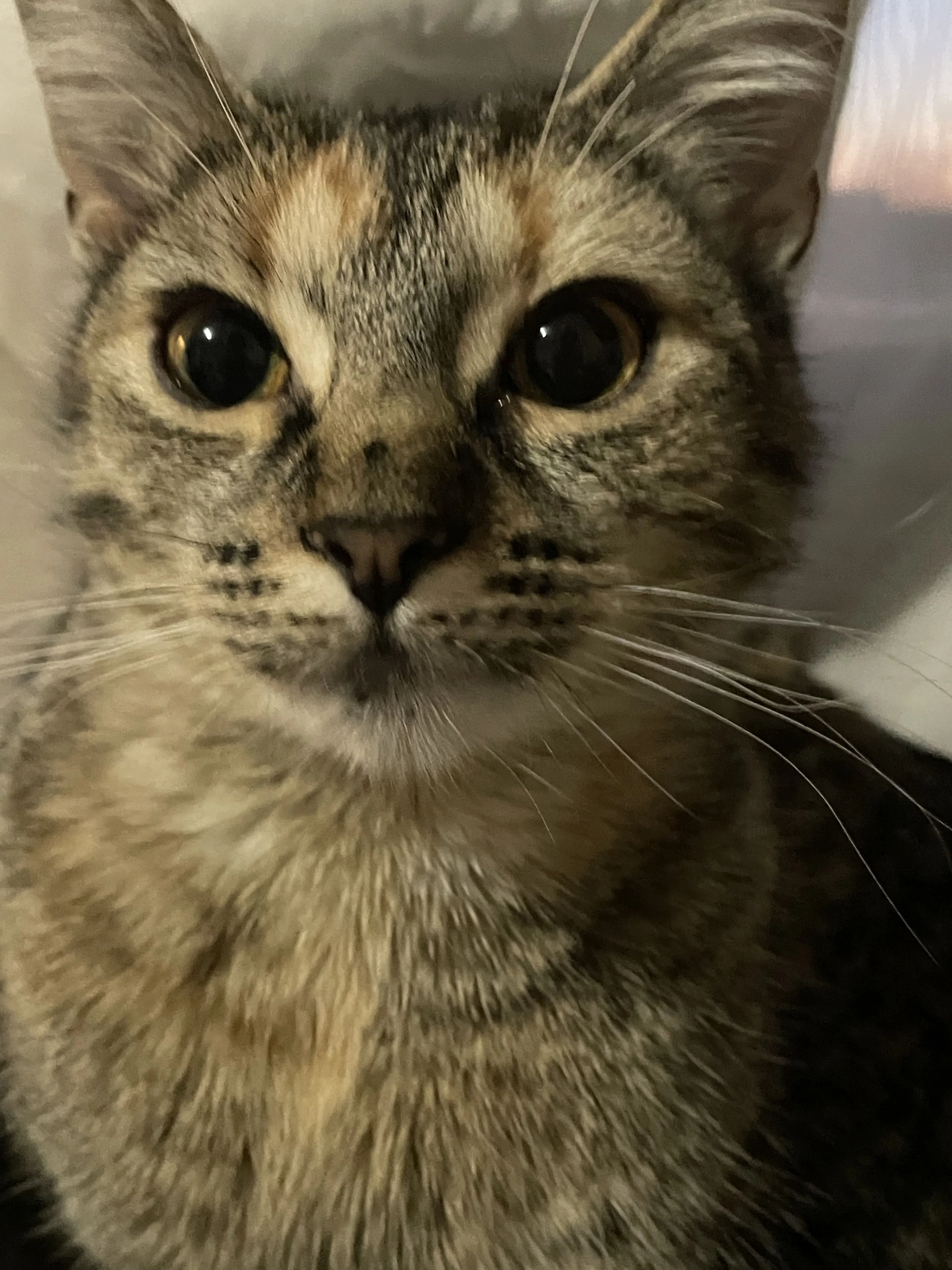 Lost pet-0