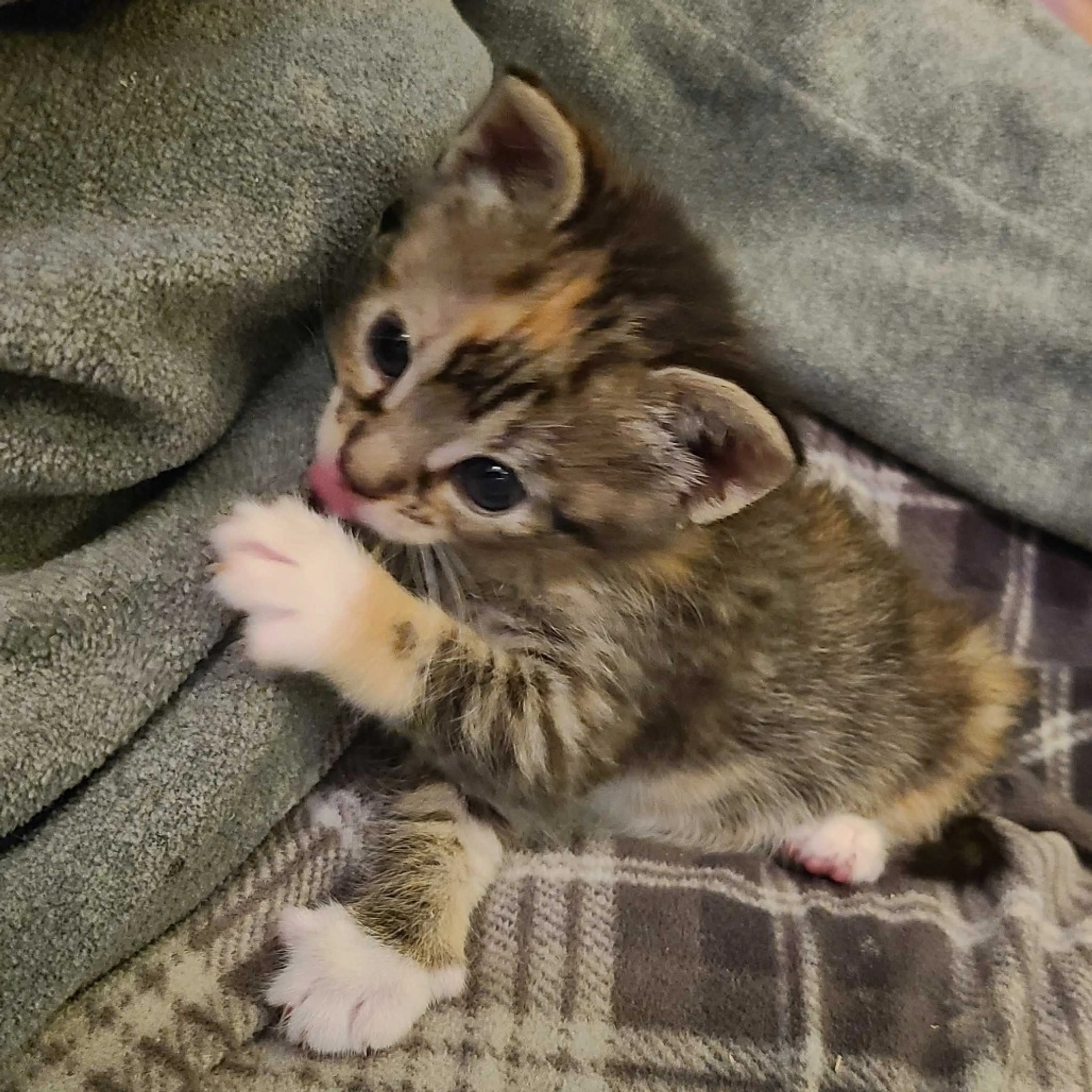 Found pet-1
