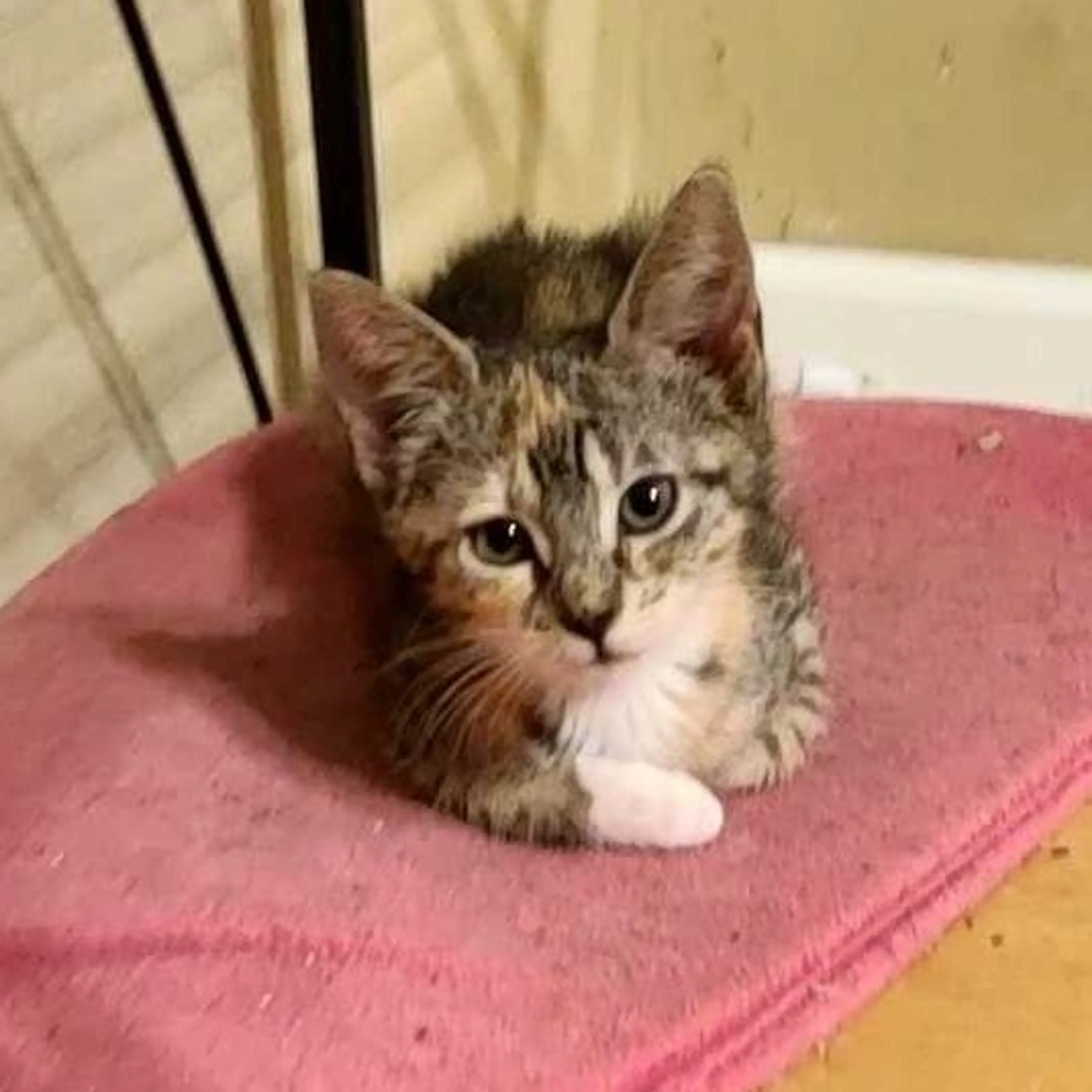 Found pet-2