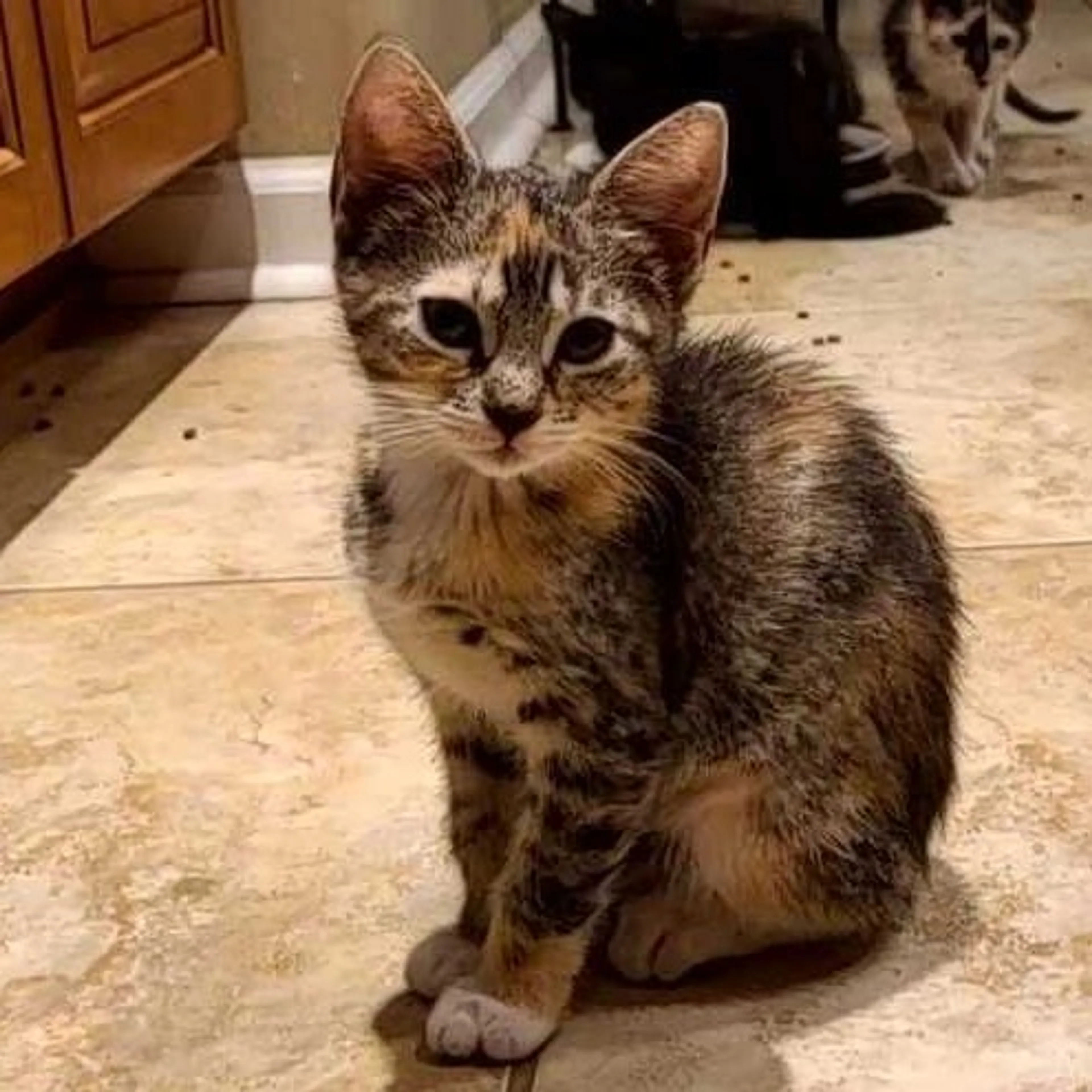 Found pet-0