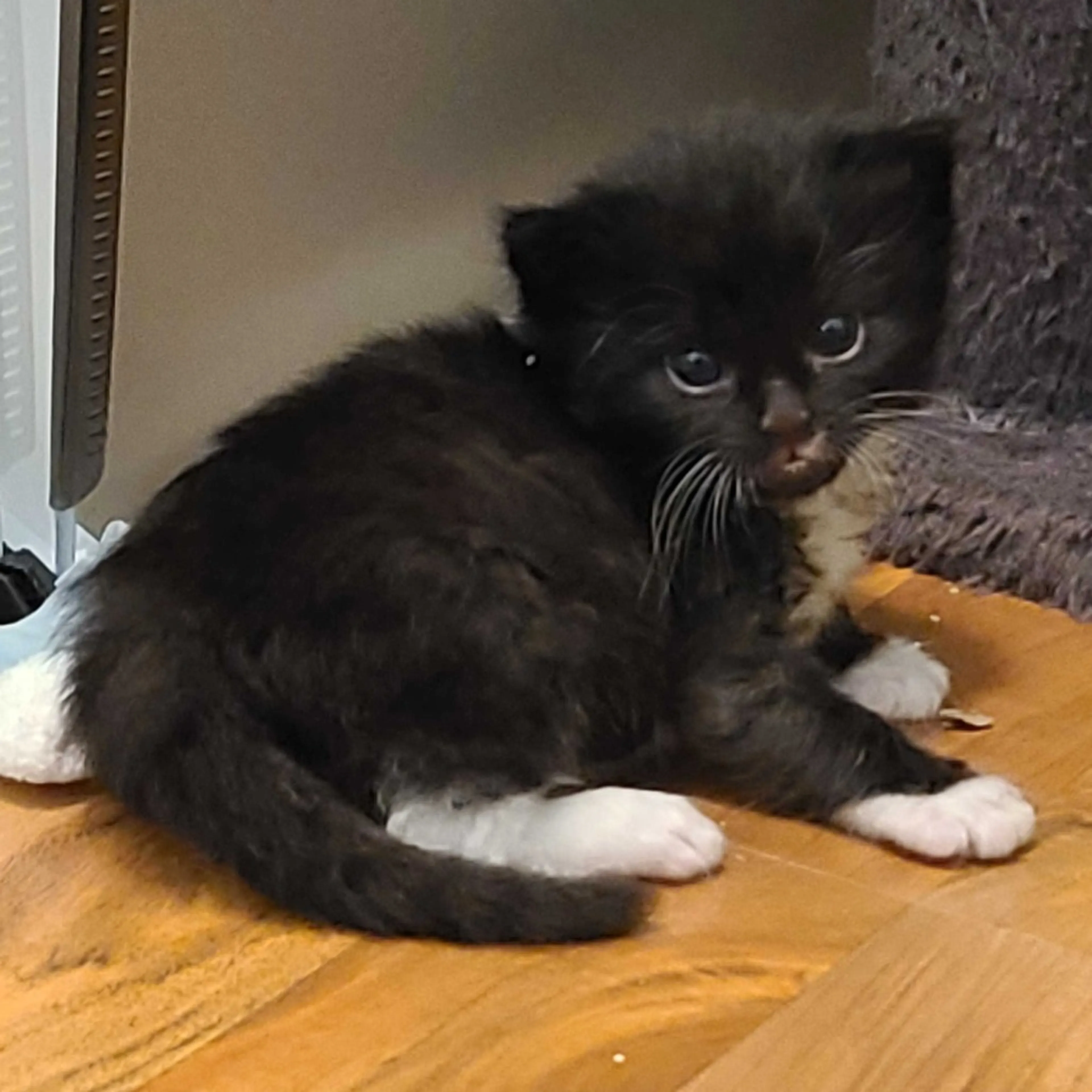 Found pet-0