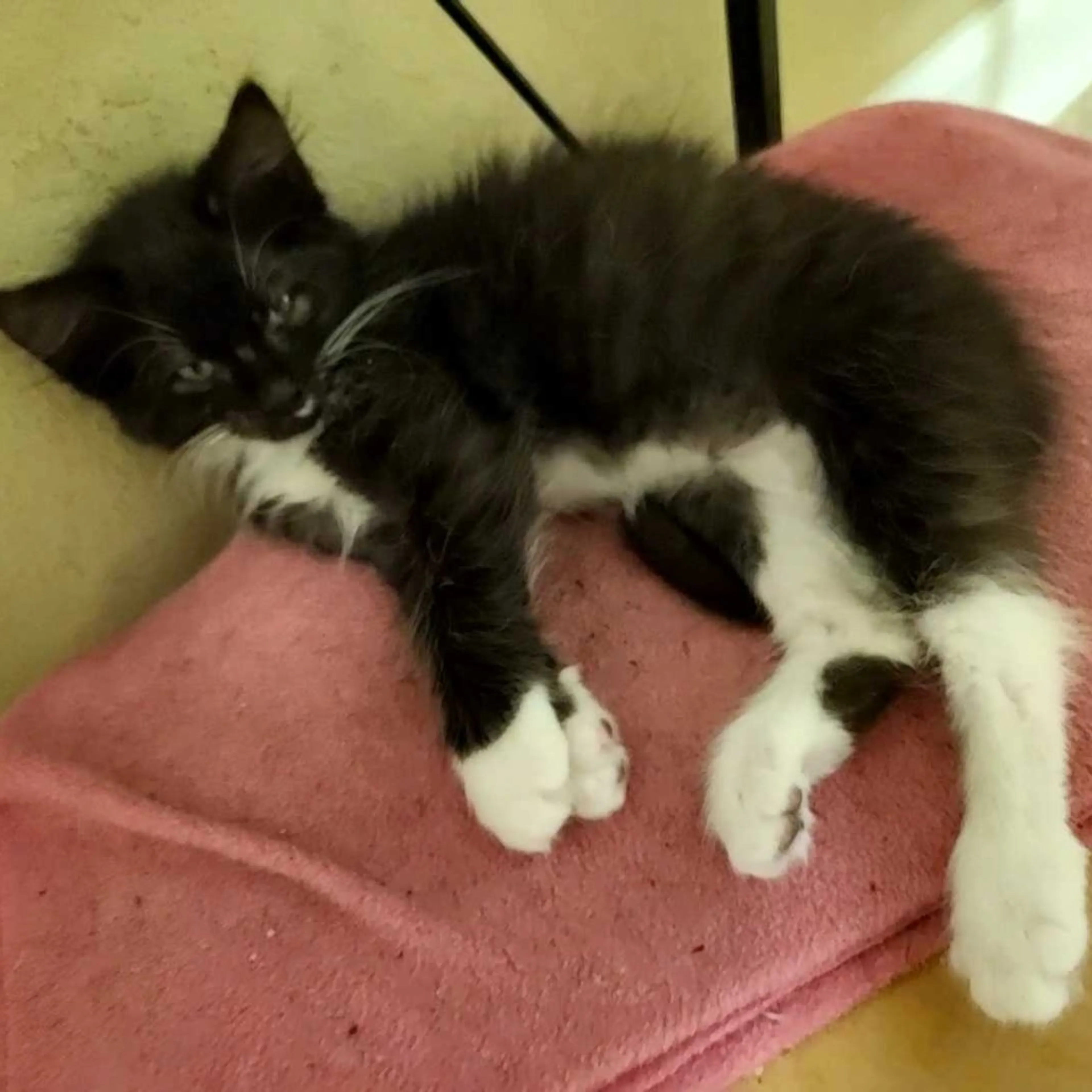 Found pet-1