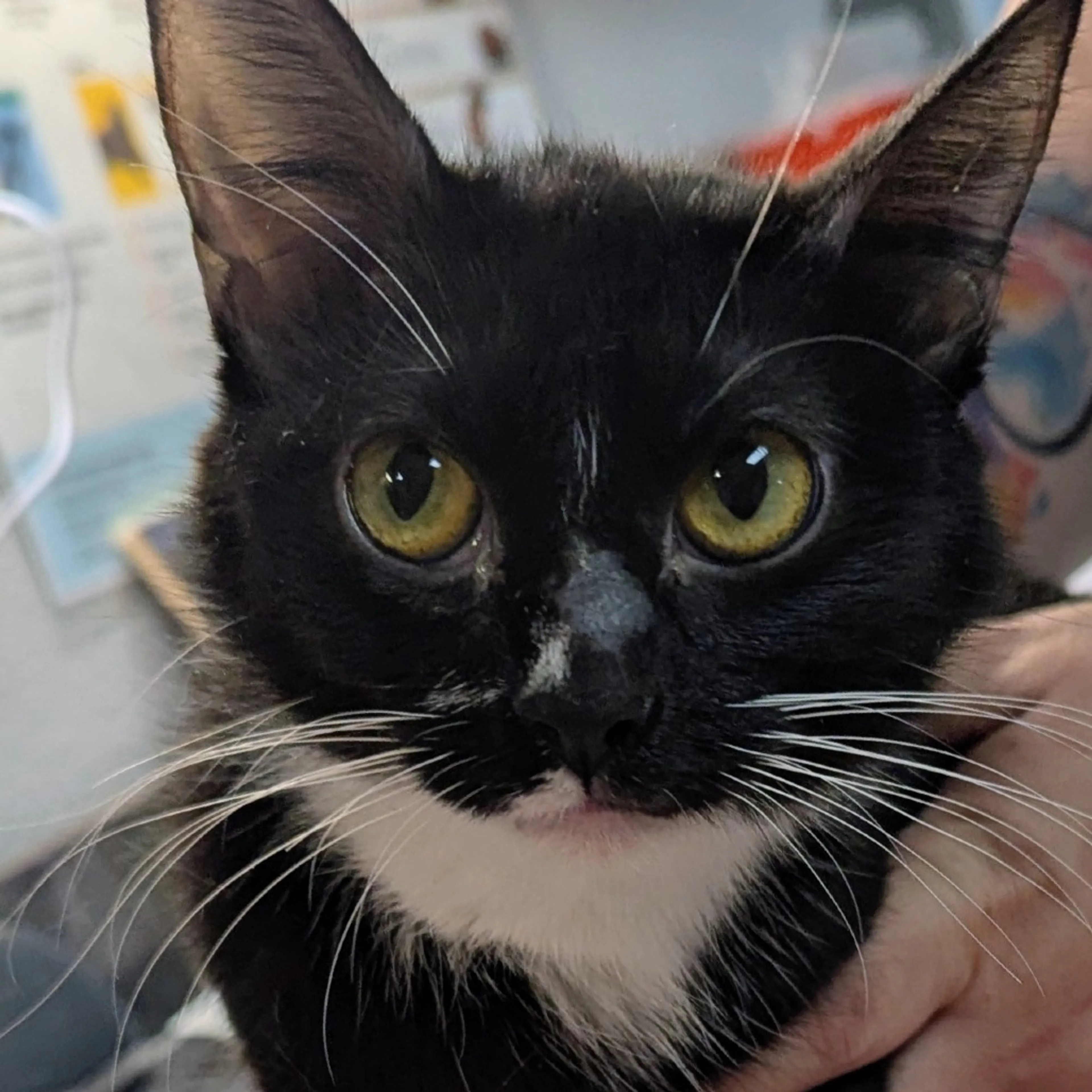 Found pet