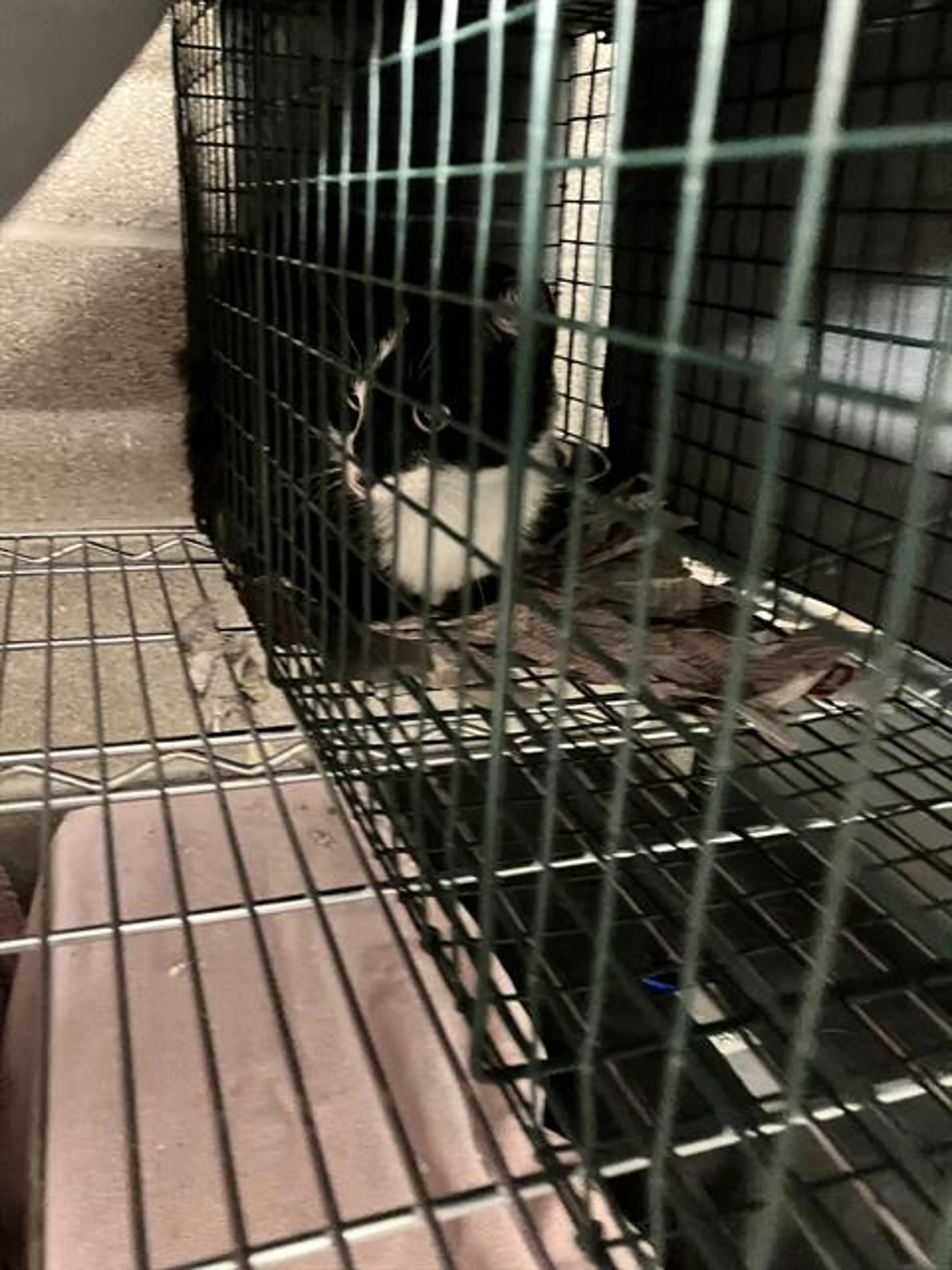 Found pet