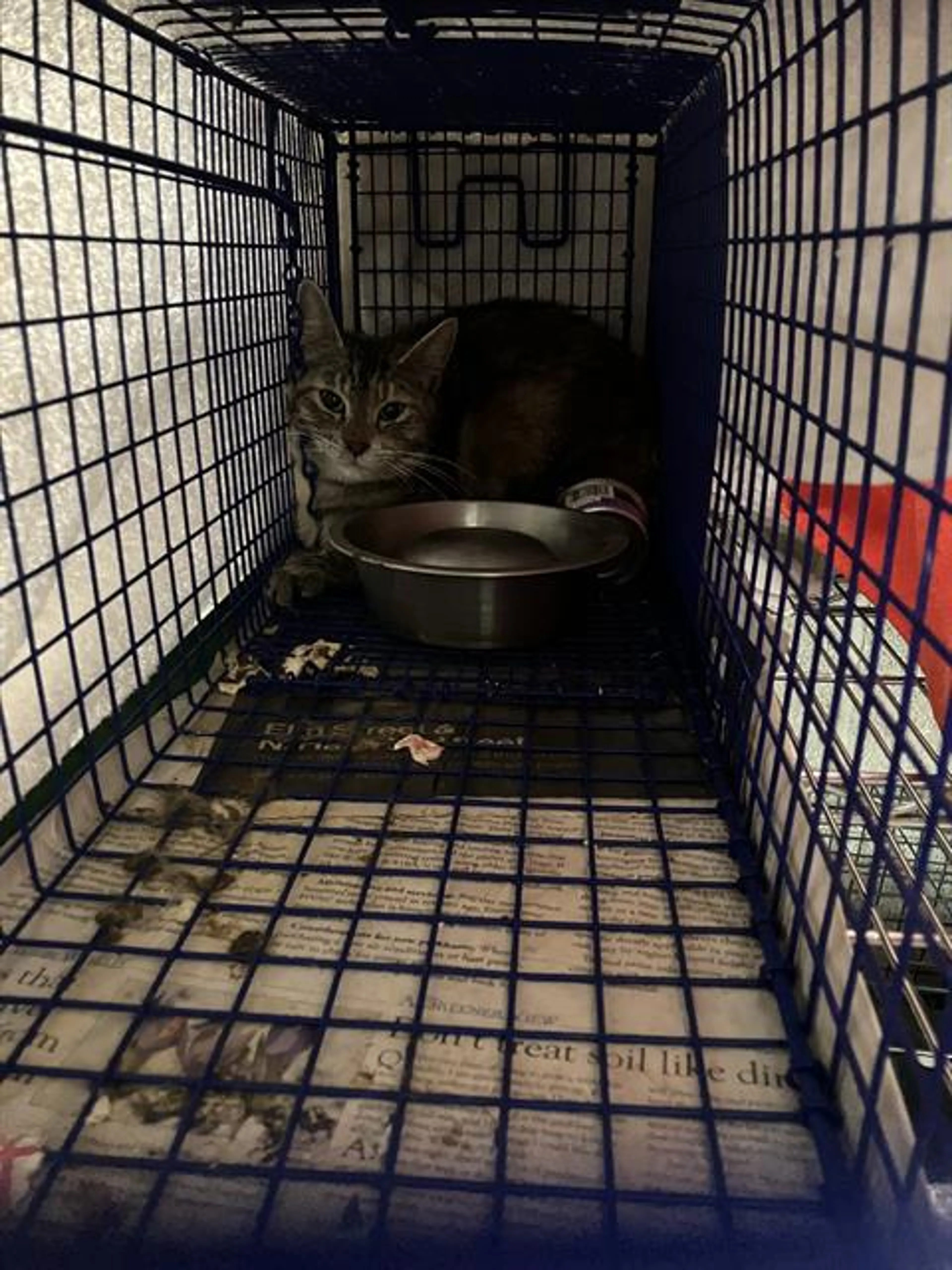 Found pet