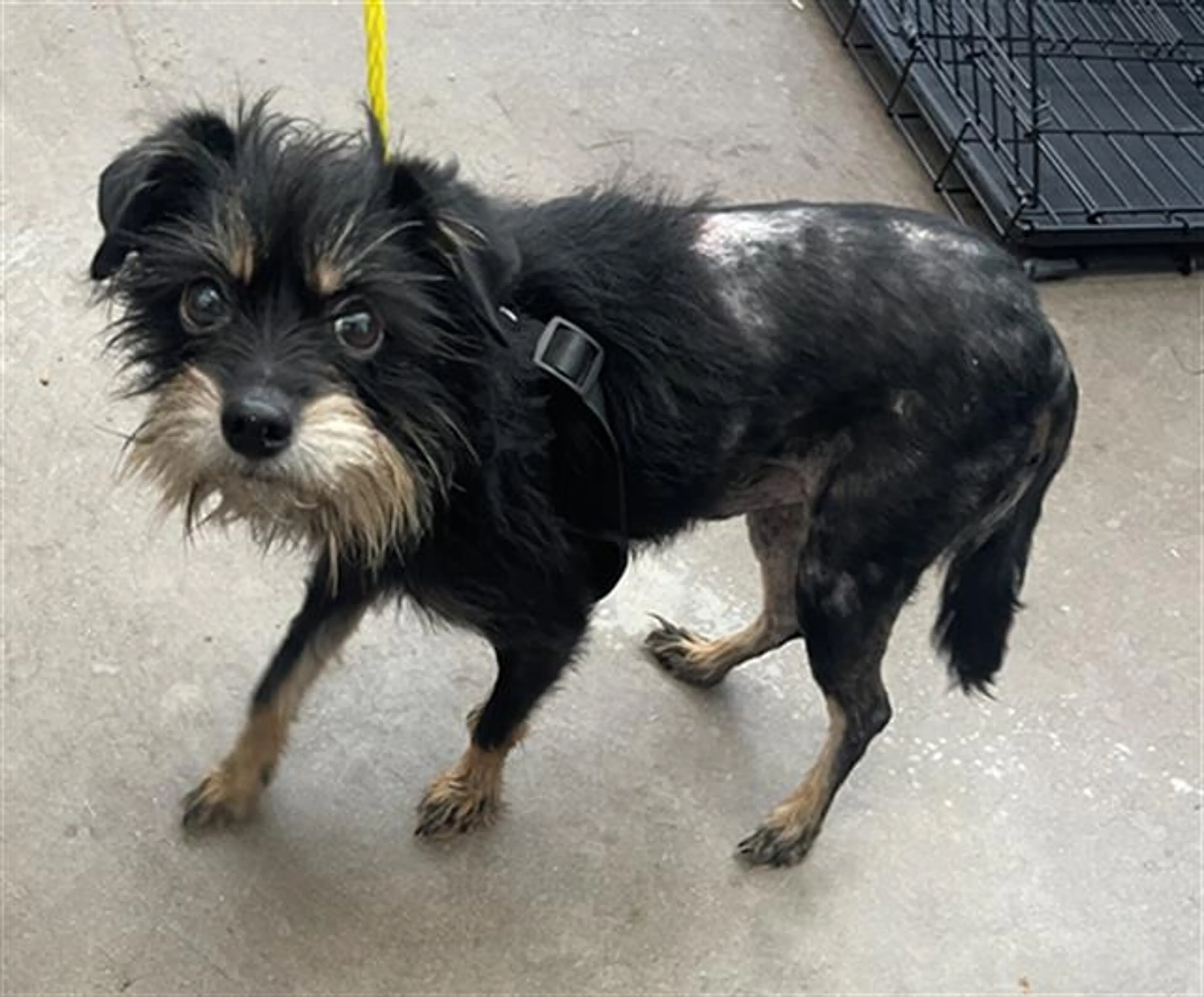 Found pet
