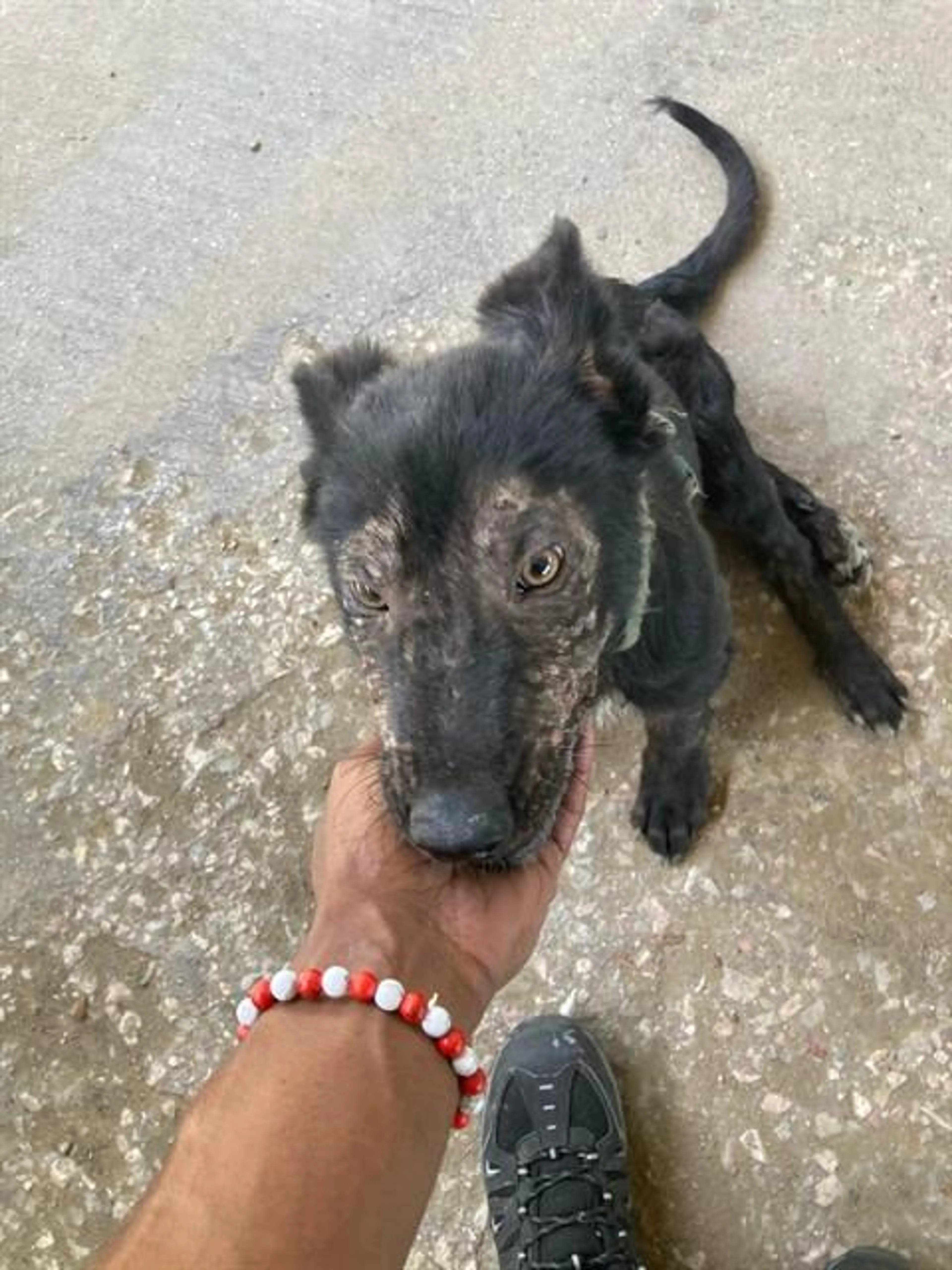 Found pet