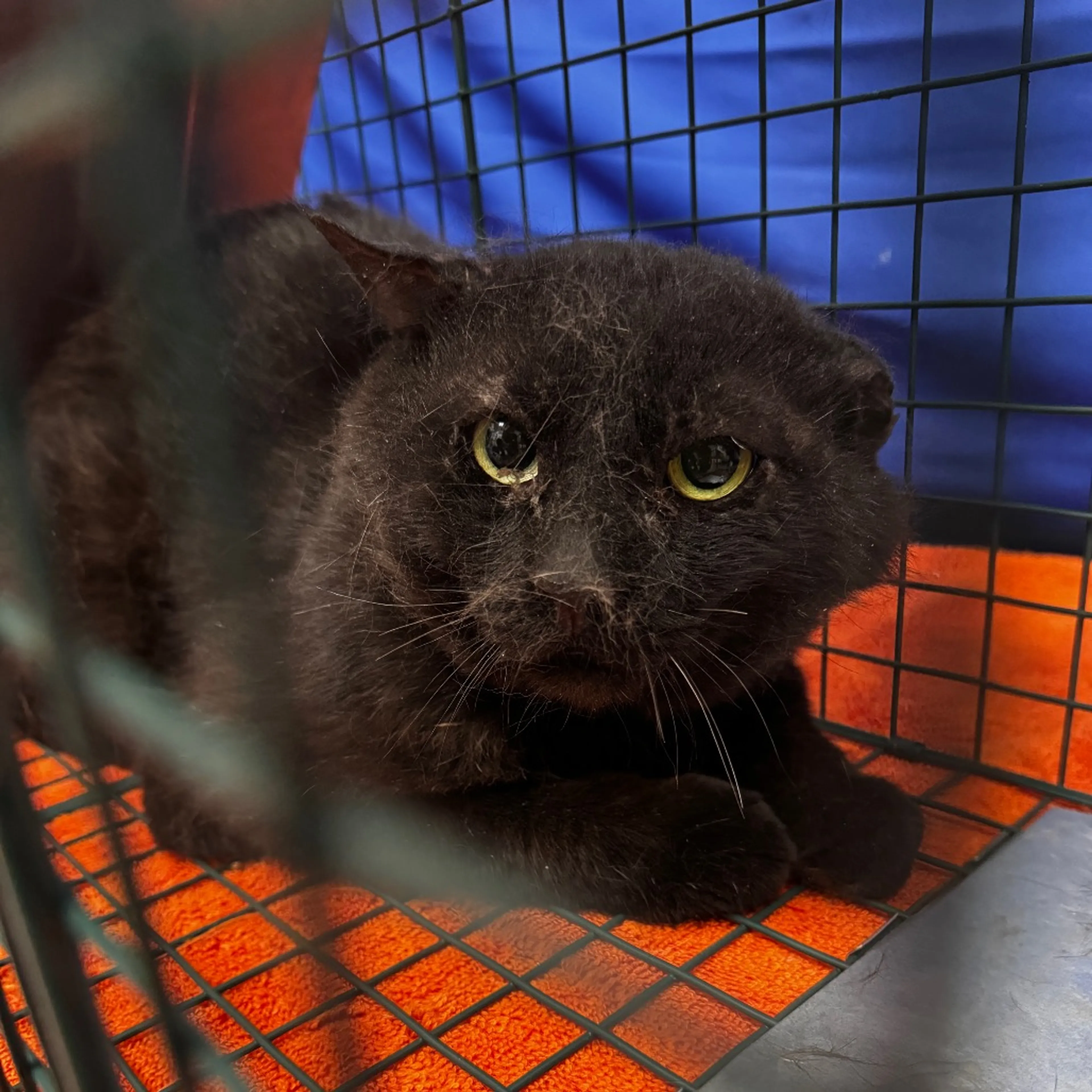 Found pet