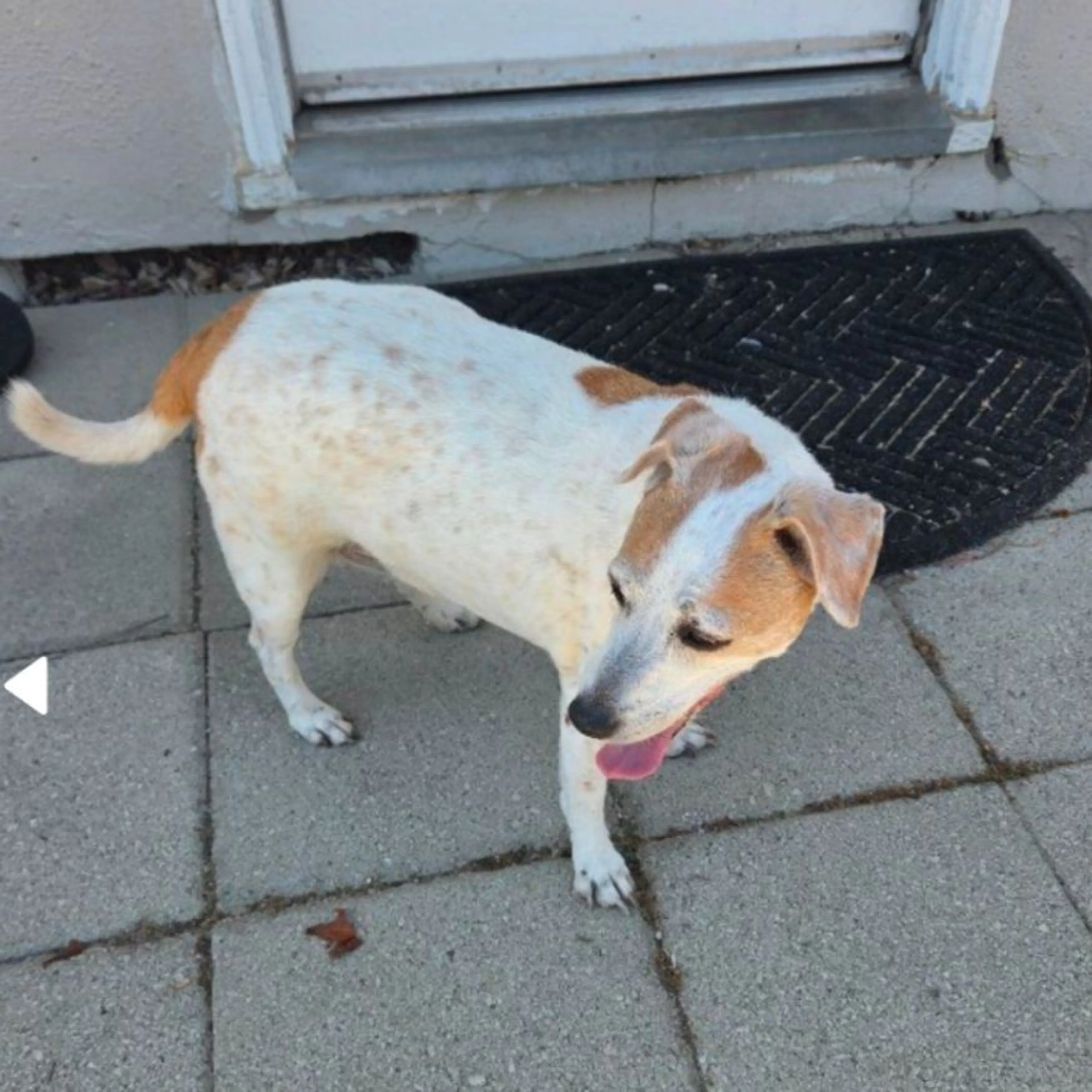 Found pet