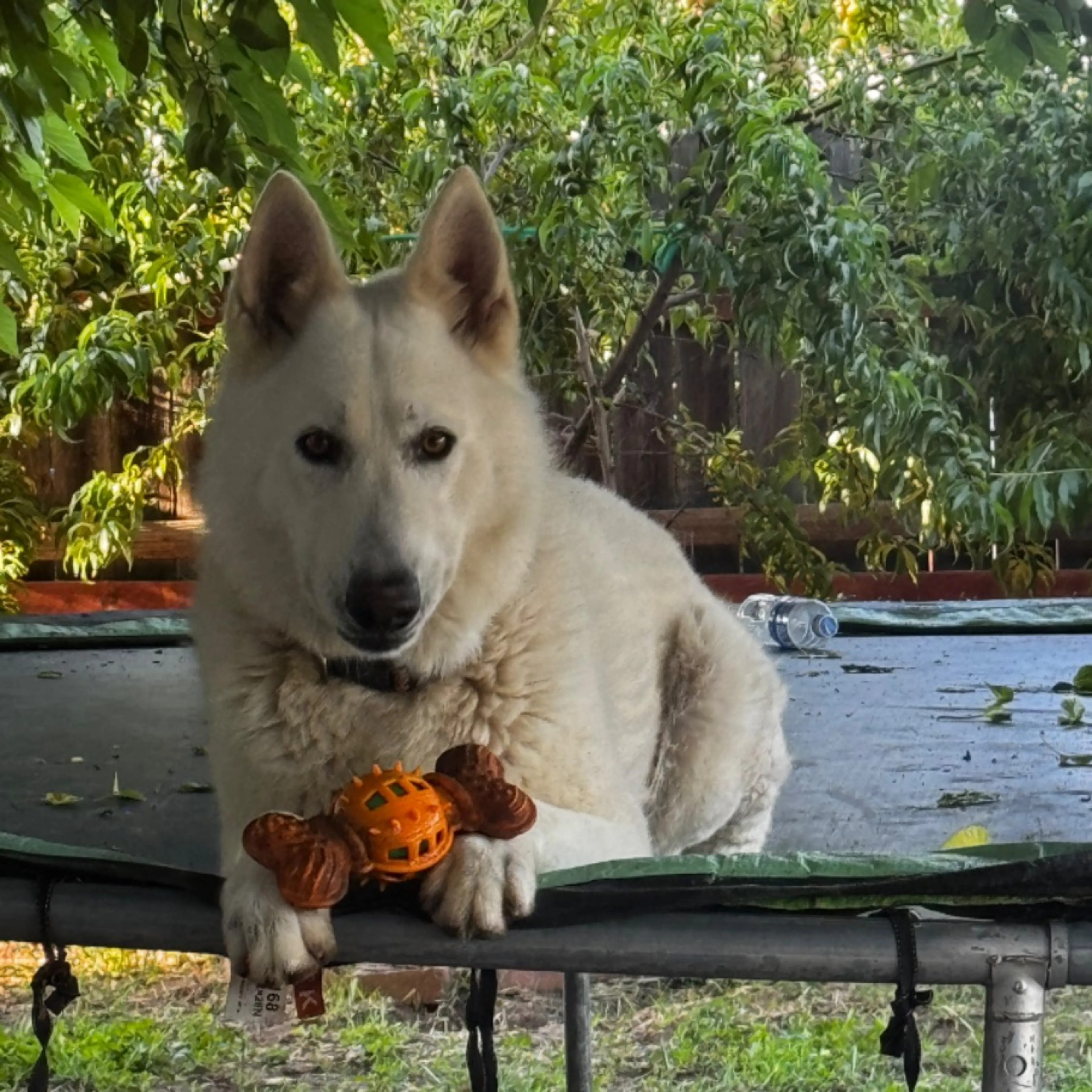 Lost pet