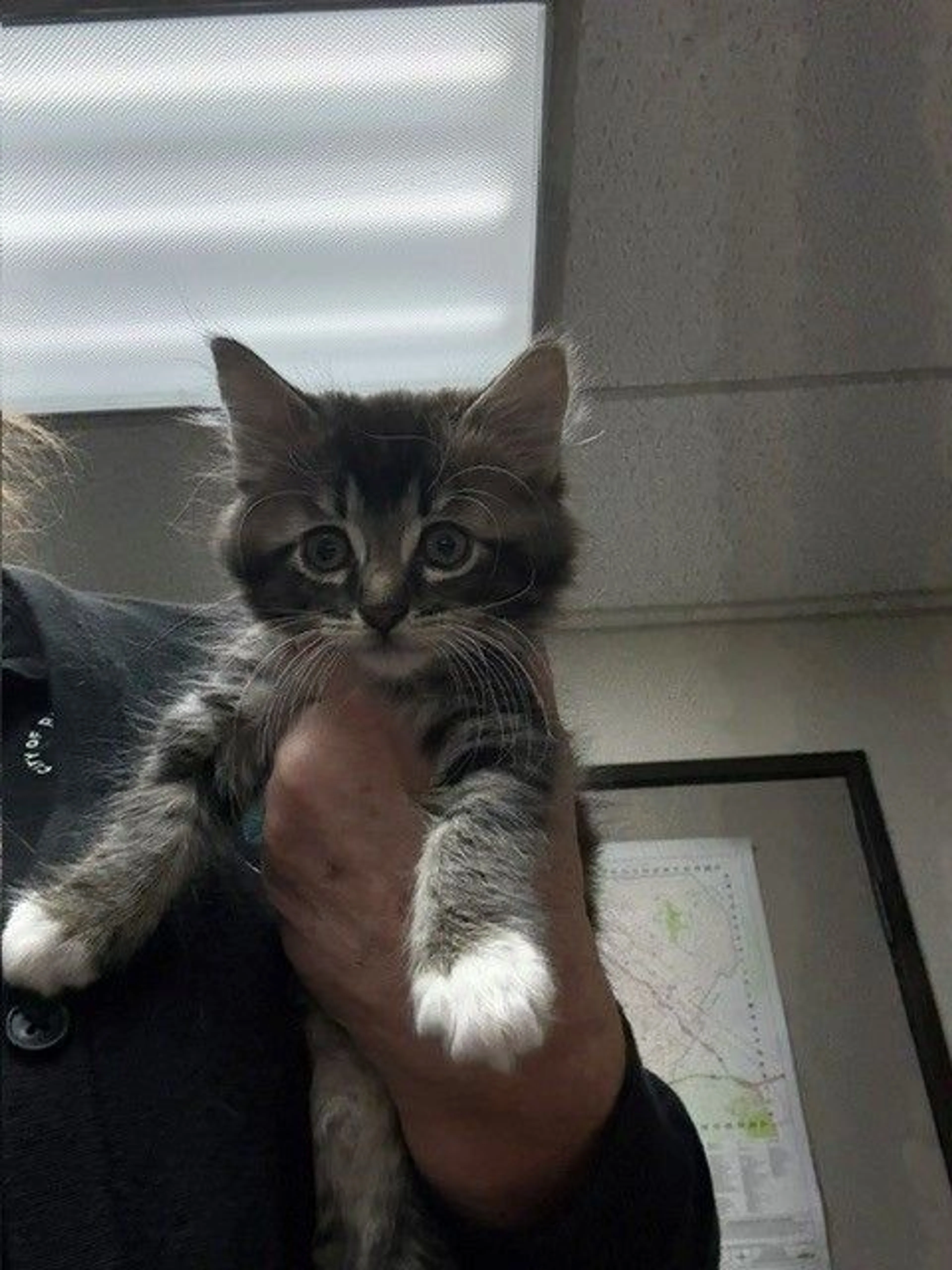 Found pet