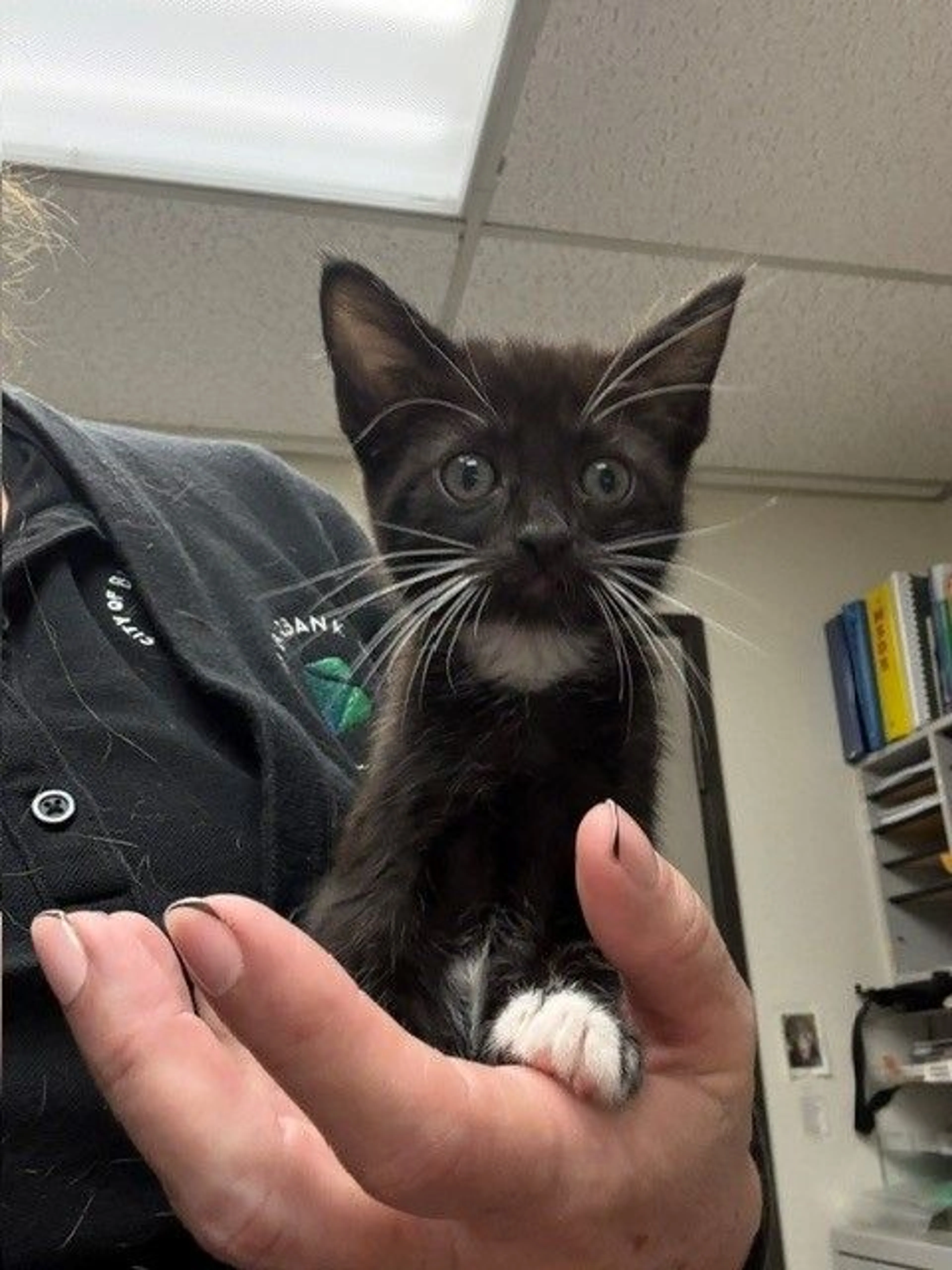 Found pet