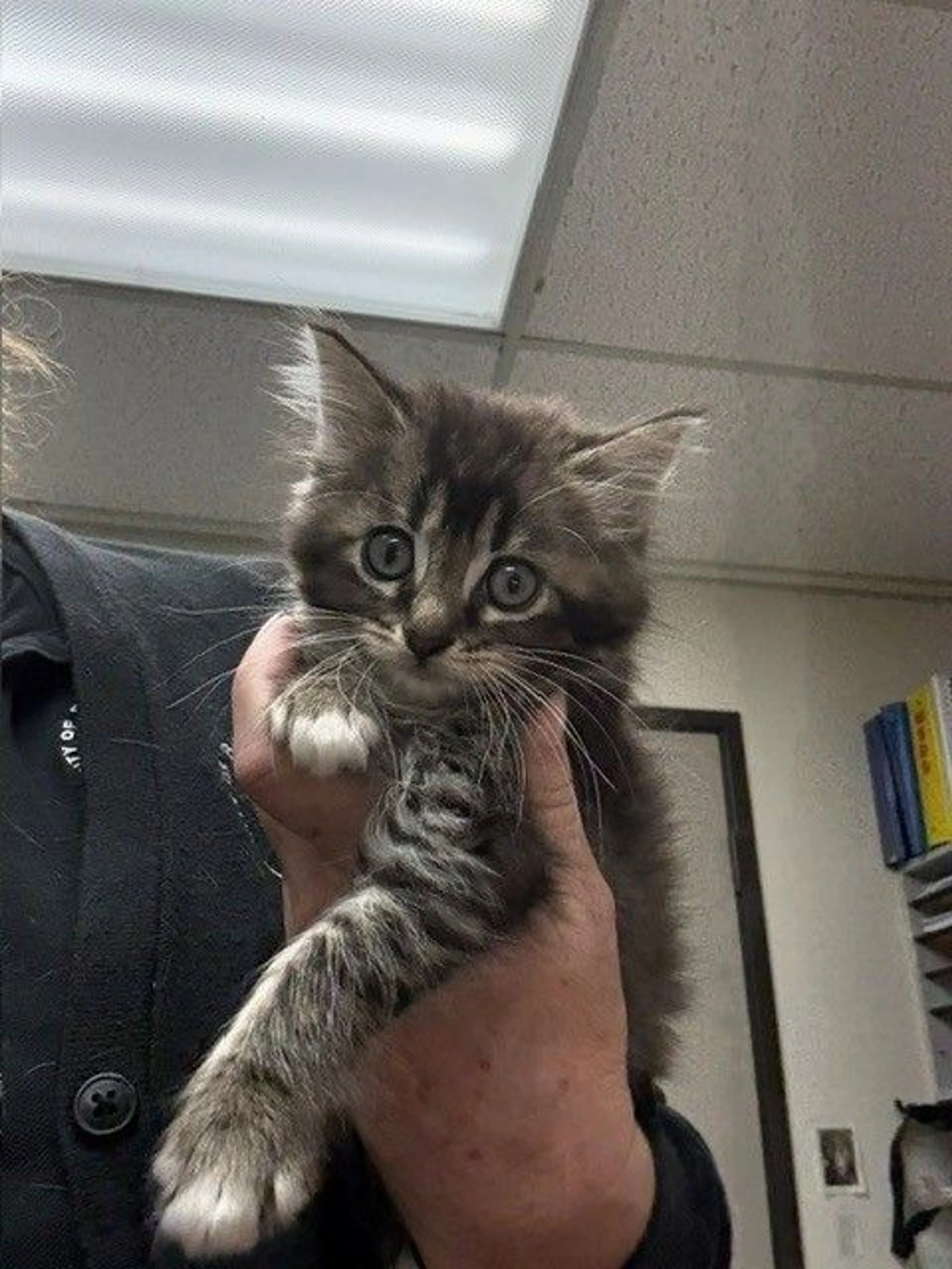 Found pet