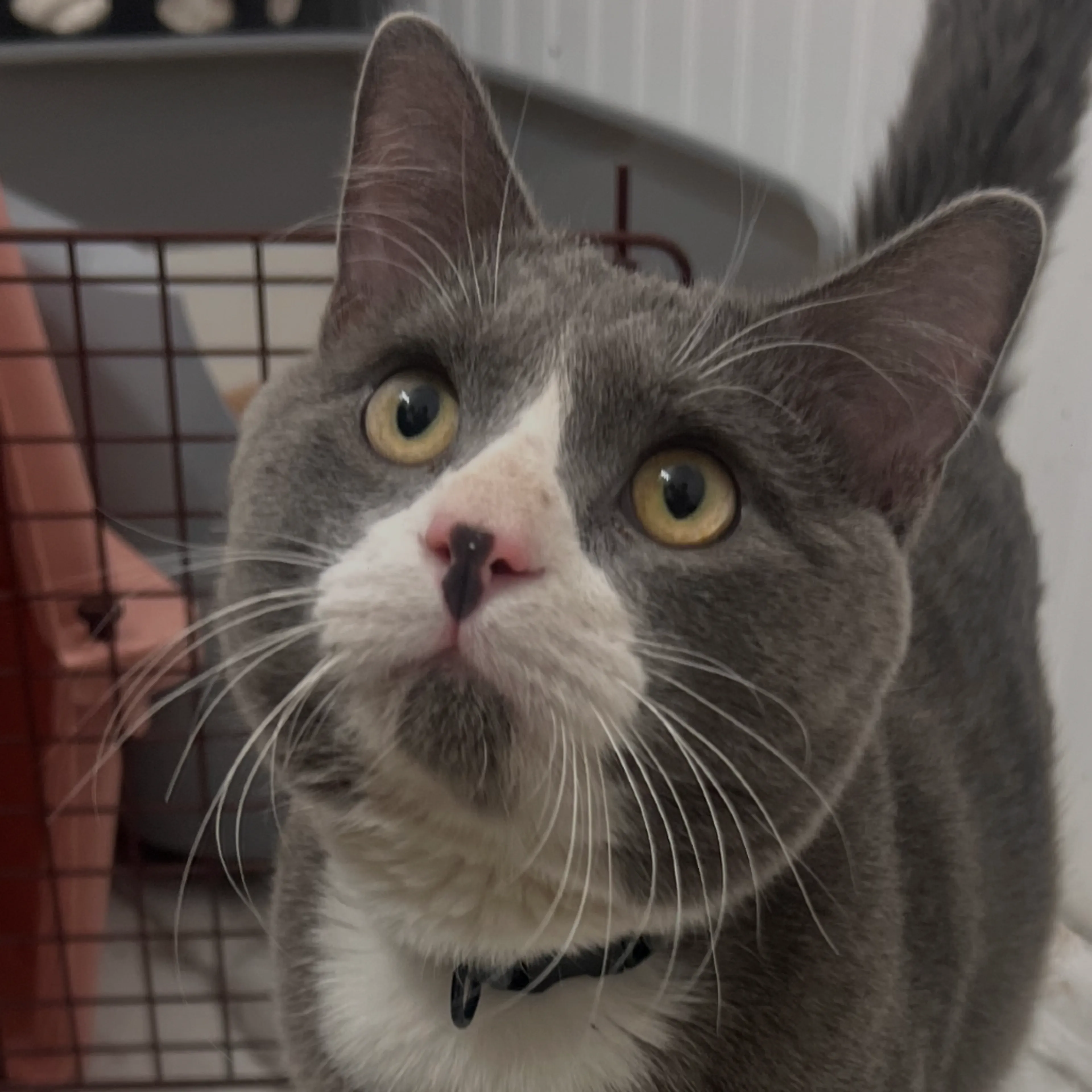 Found pet