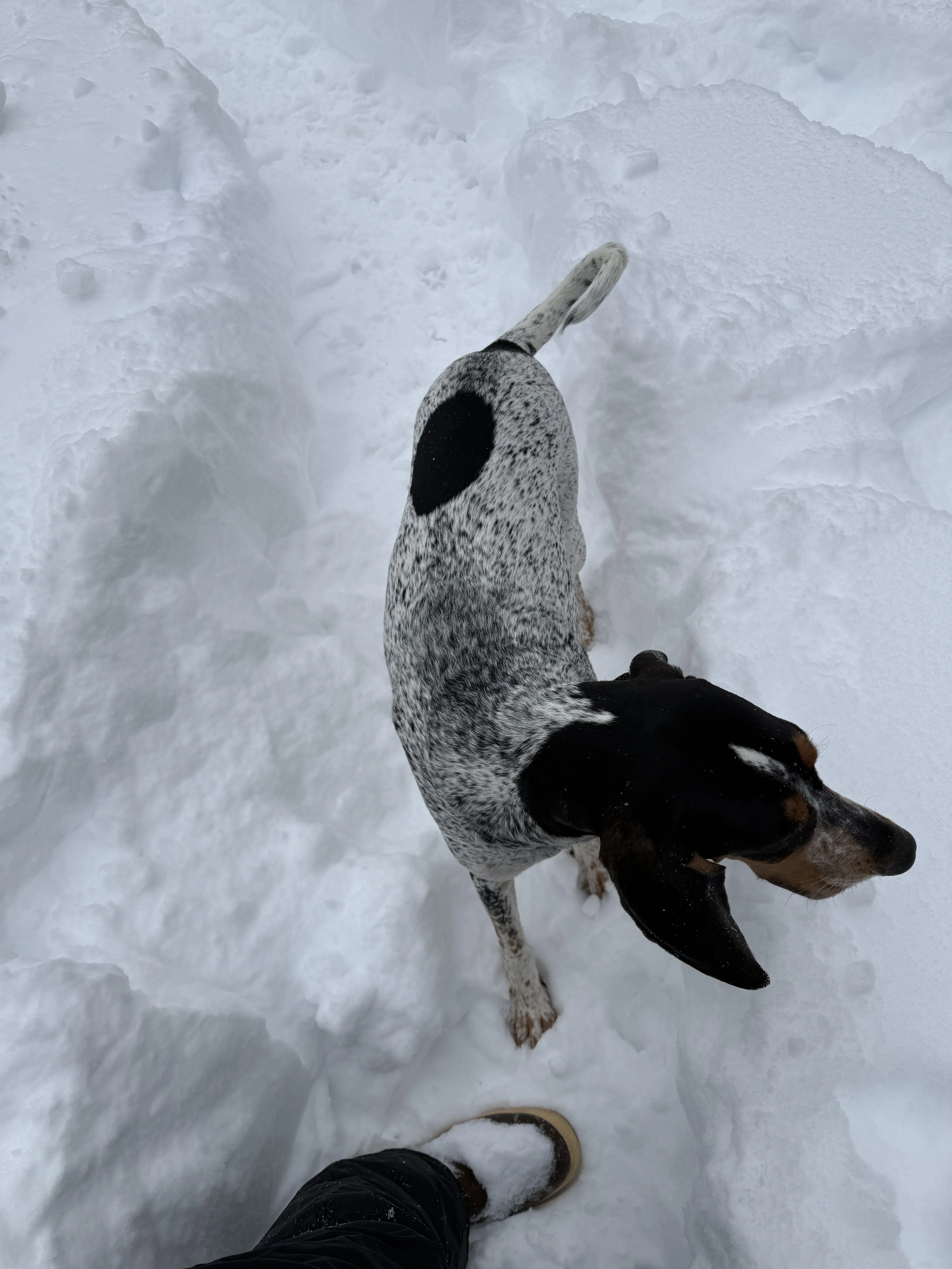 Lost pet-1