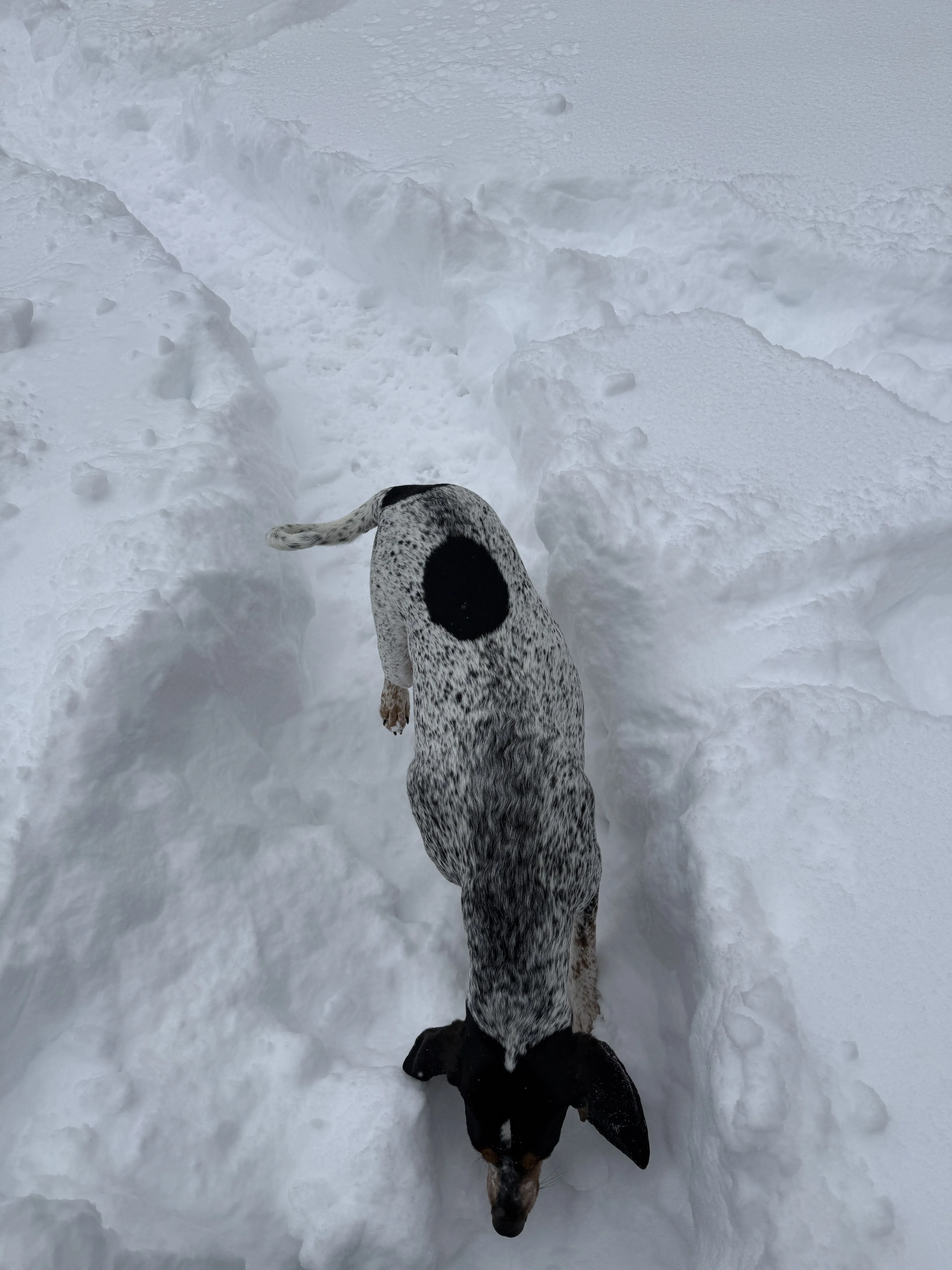 Lost pet-2